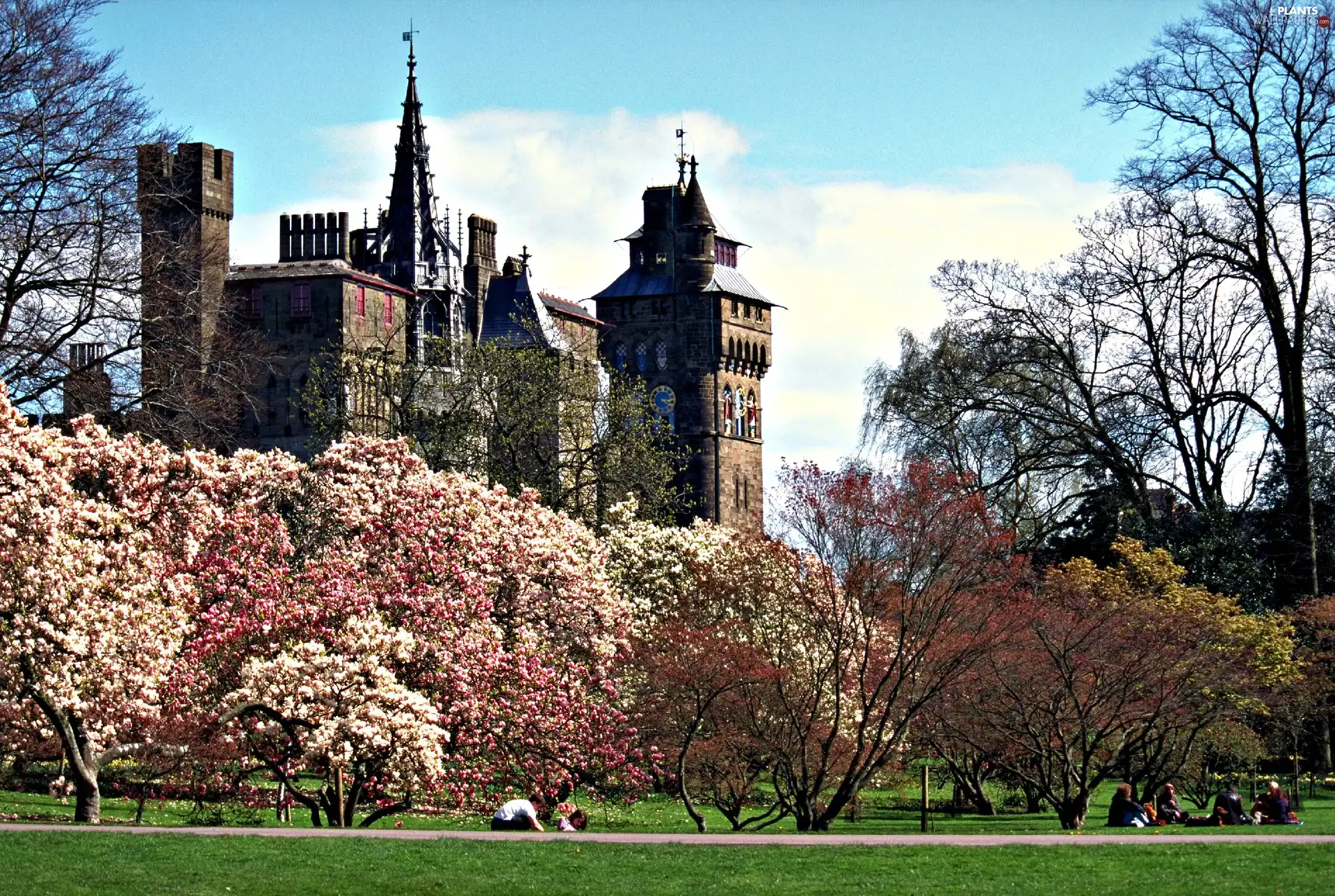 Park, Cardiff, trees, wales, Castle, flourishing, viewes