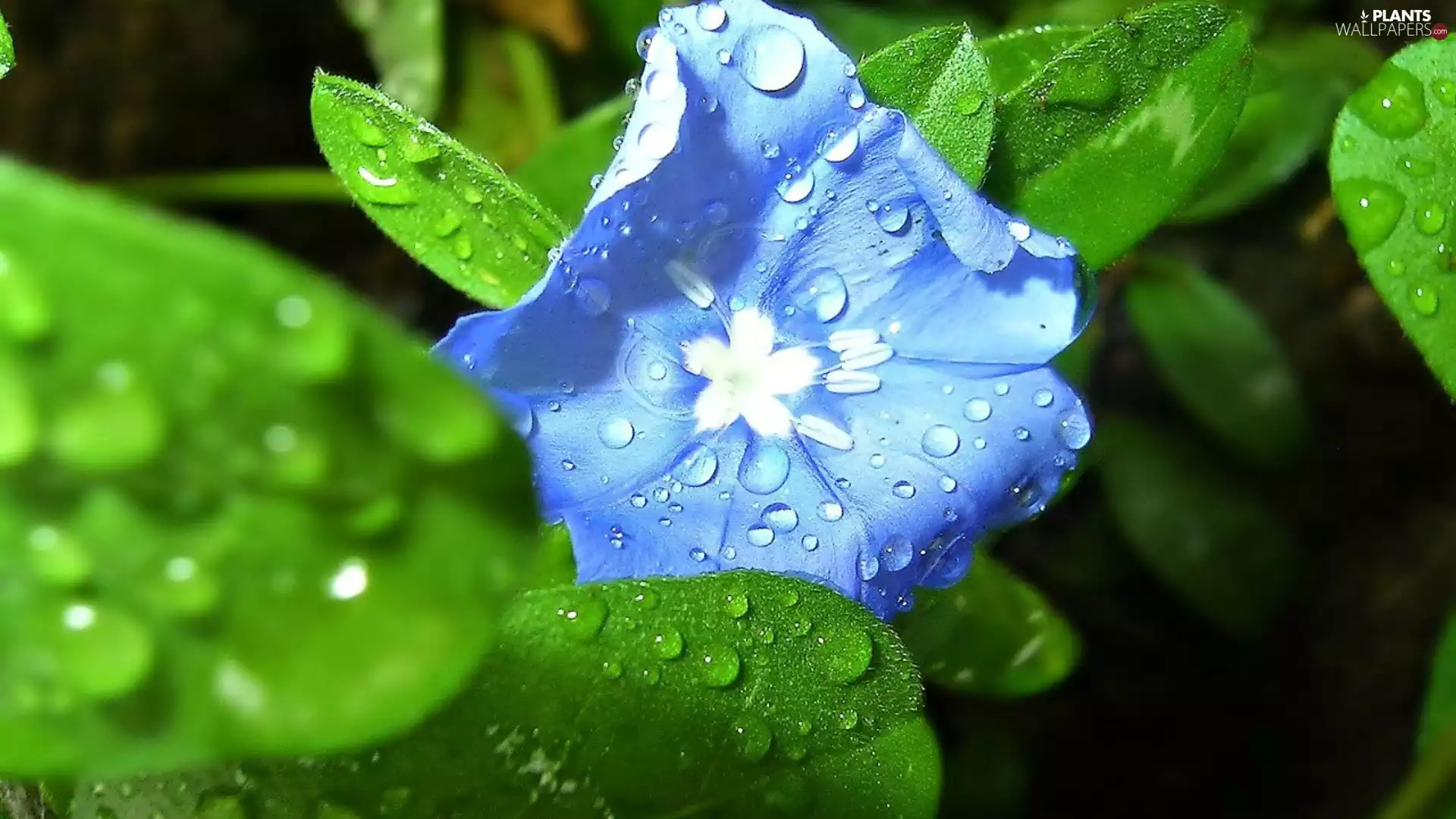 blue, Leaf, dew, flower