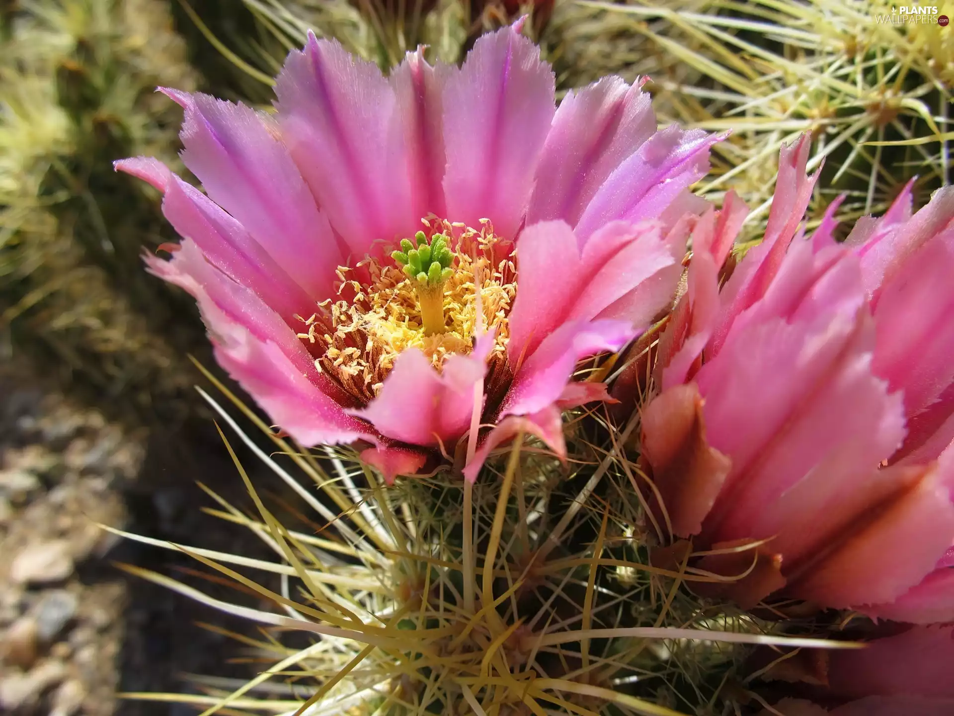 flower, Cactus