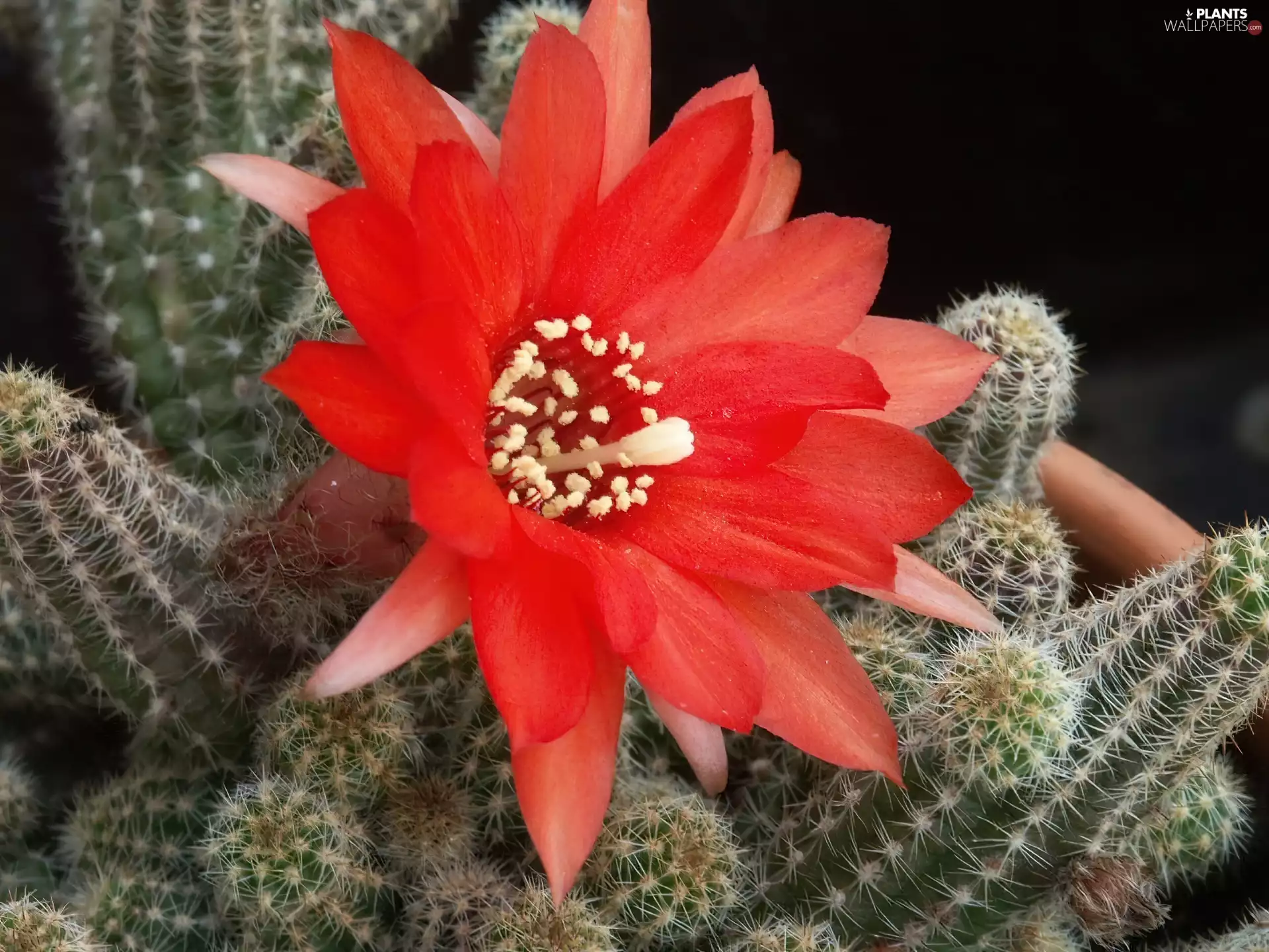 flower, Cactus