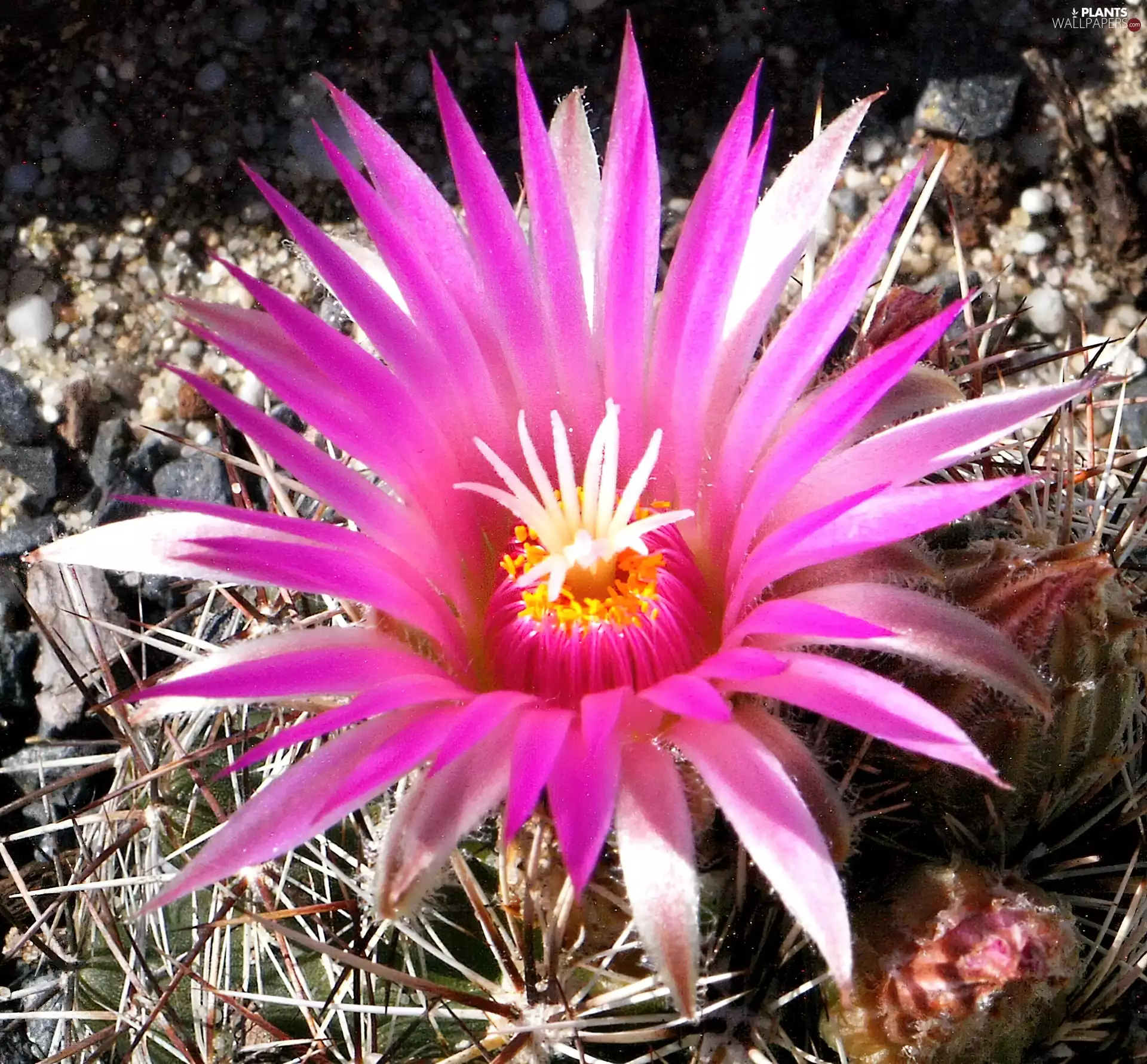 flower, Cactus