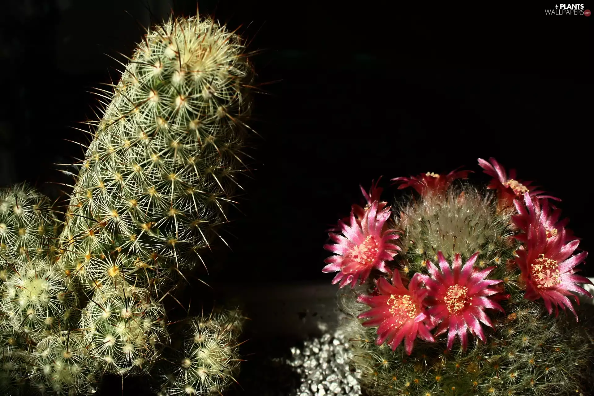 flower, Cactus