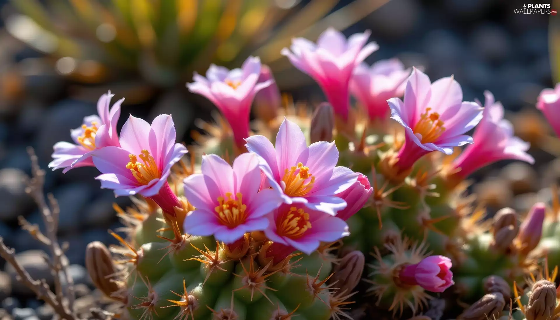 Cactus, Pink, Flowers, flower