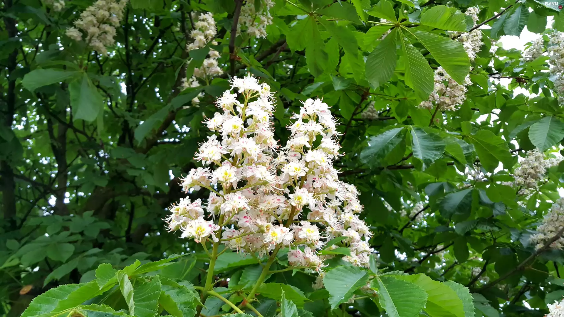 flower, chestnut
