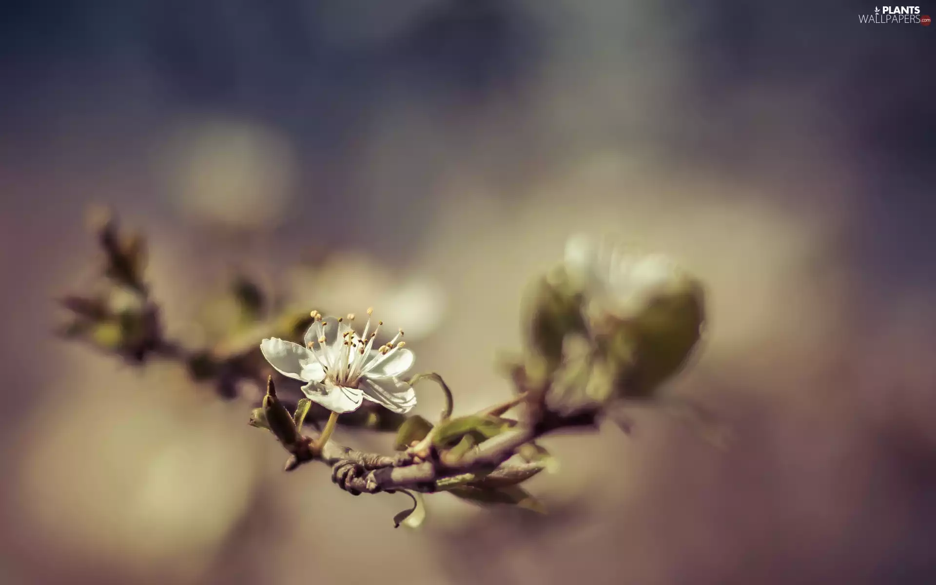 Fruit Tree, White, Flower