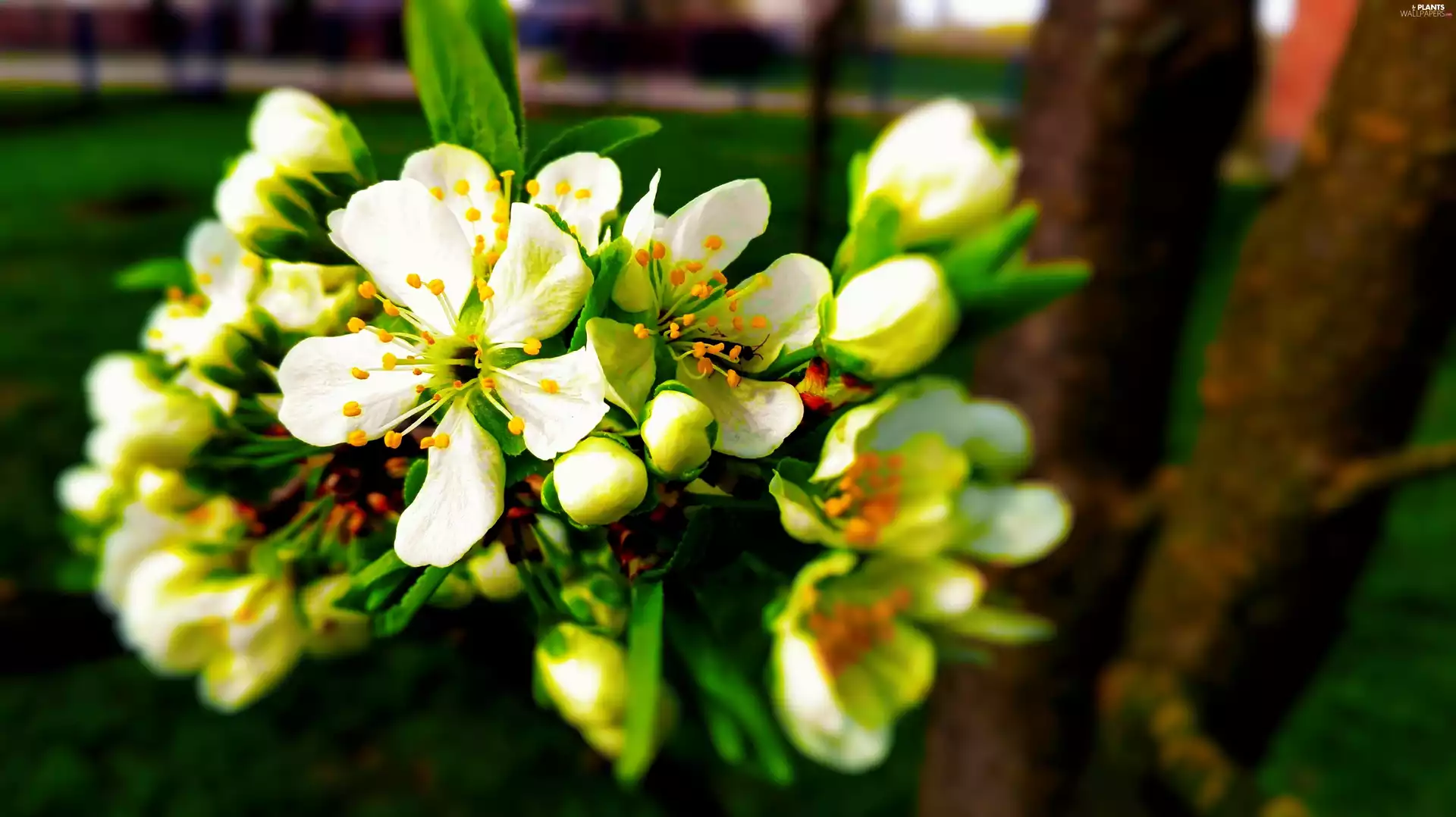 Flower Pear