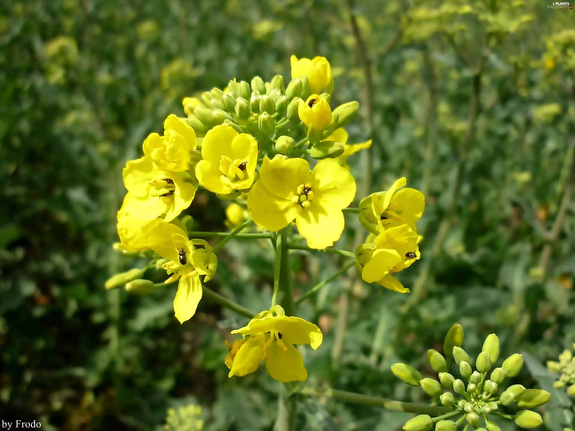 rape, Yellow, Flowers, flower
