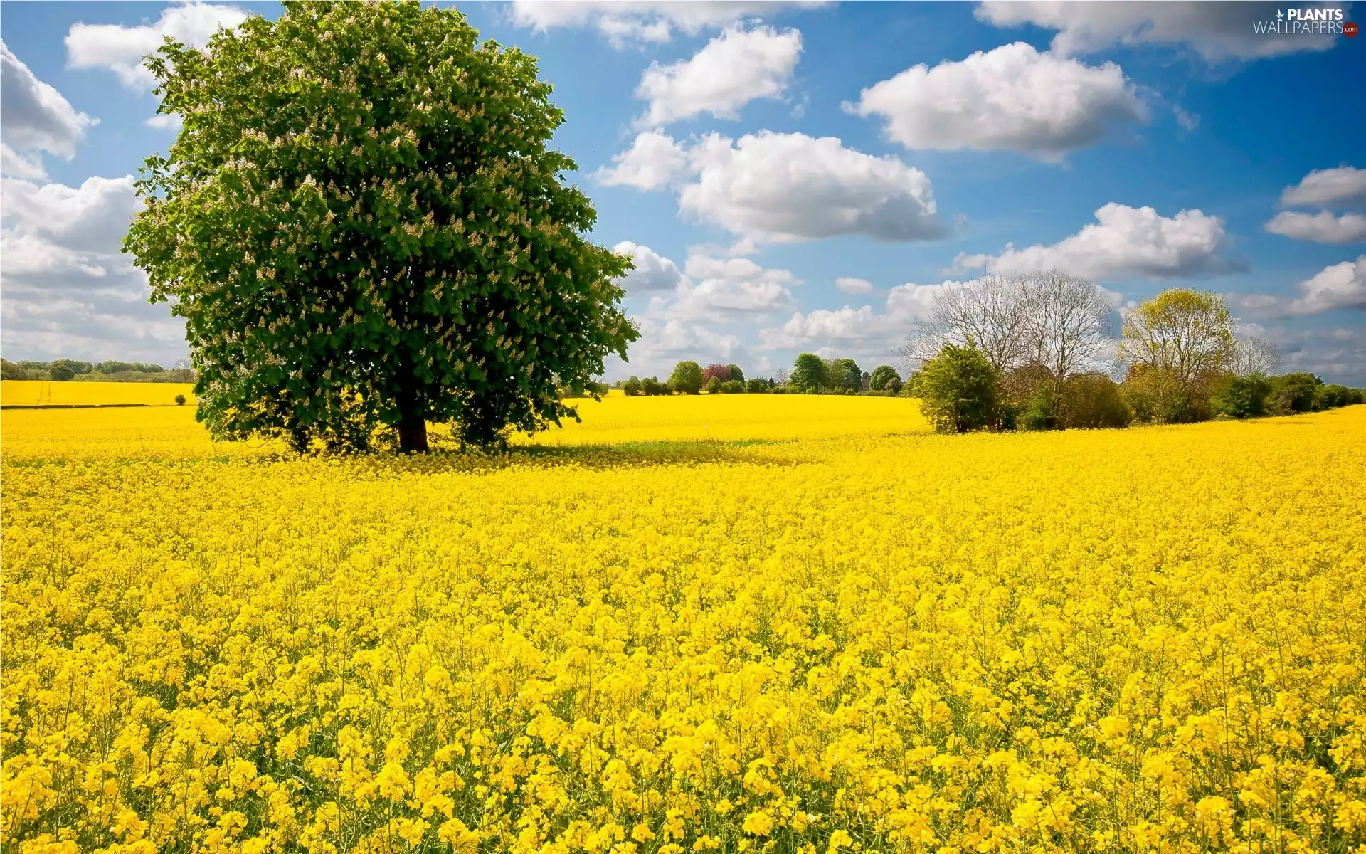 chestnut, rape, viewes, flower, Field, trees, clouds