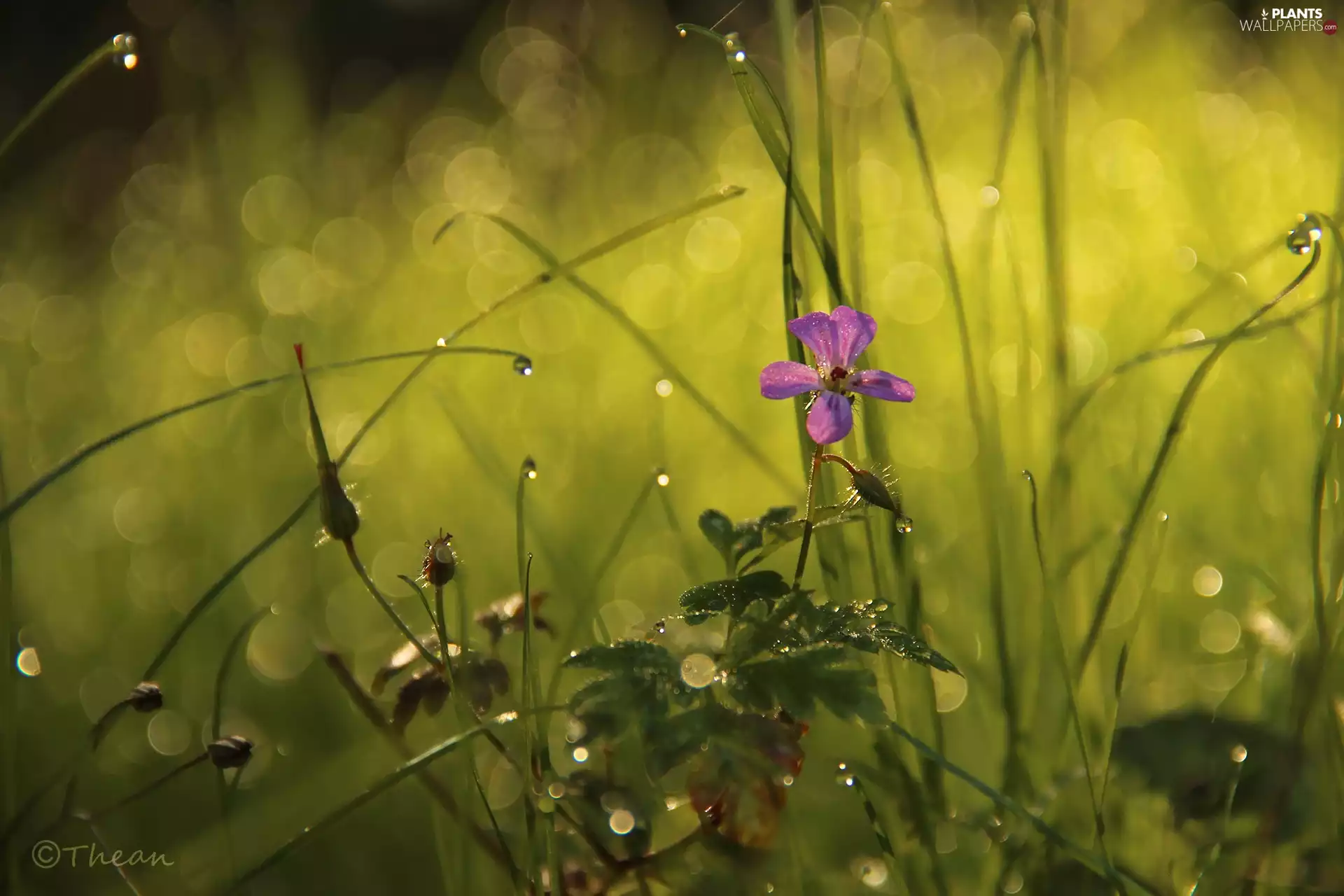 Violet, grass, Bokeh, Flower
