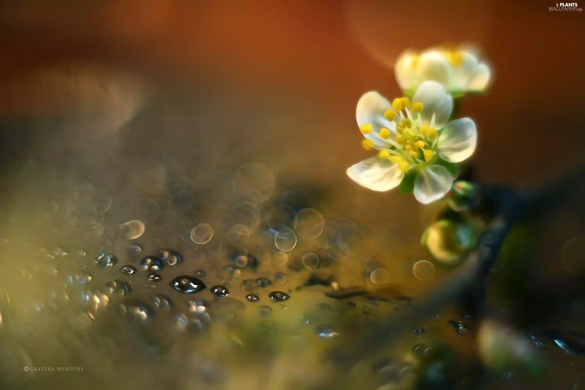 White, trees, fruit, Flower