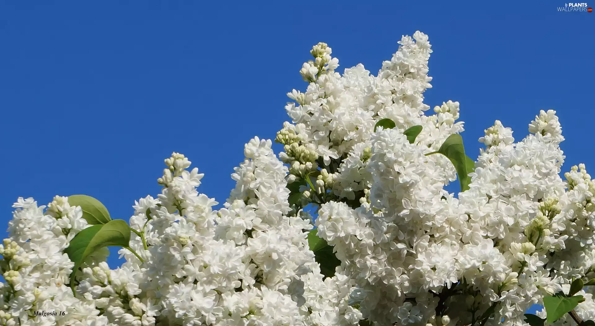 White, without, Sky, flower