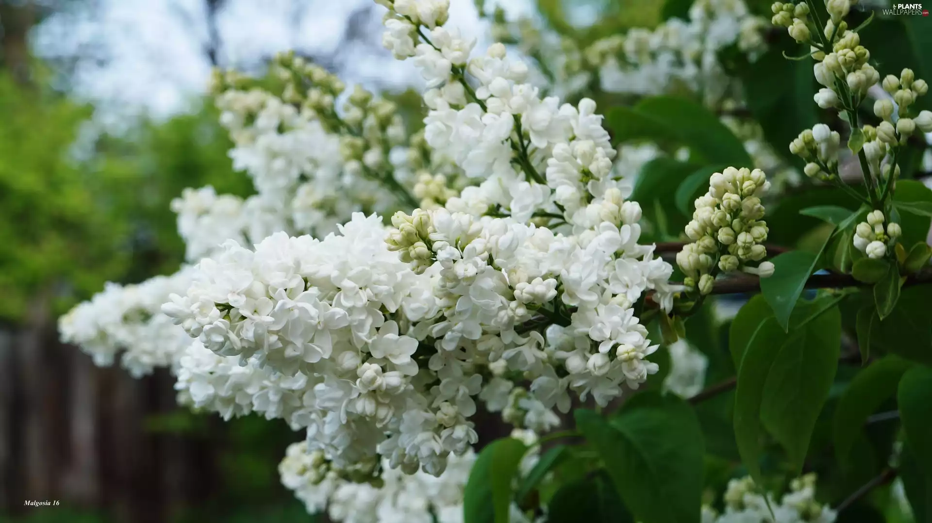 White, without, twig, flower
