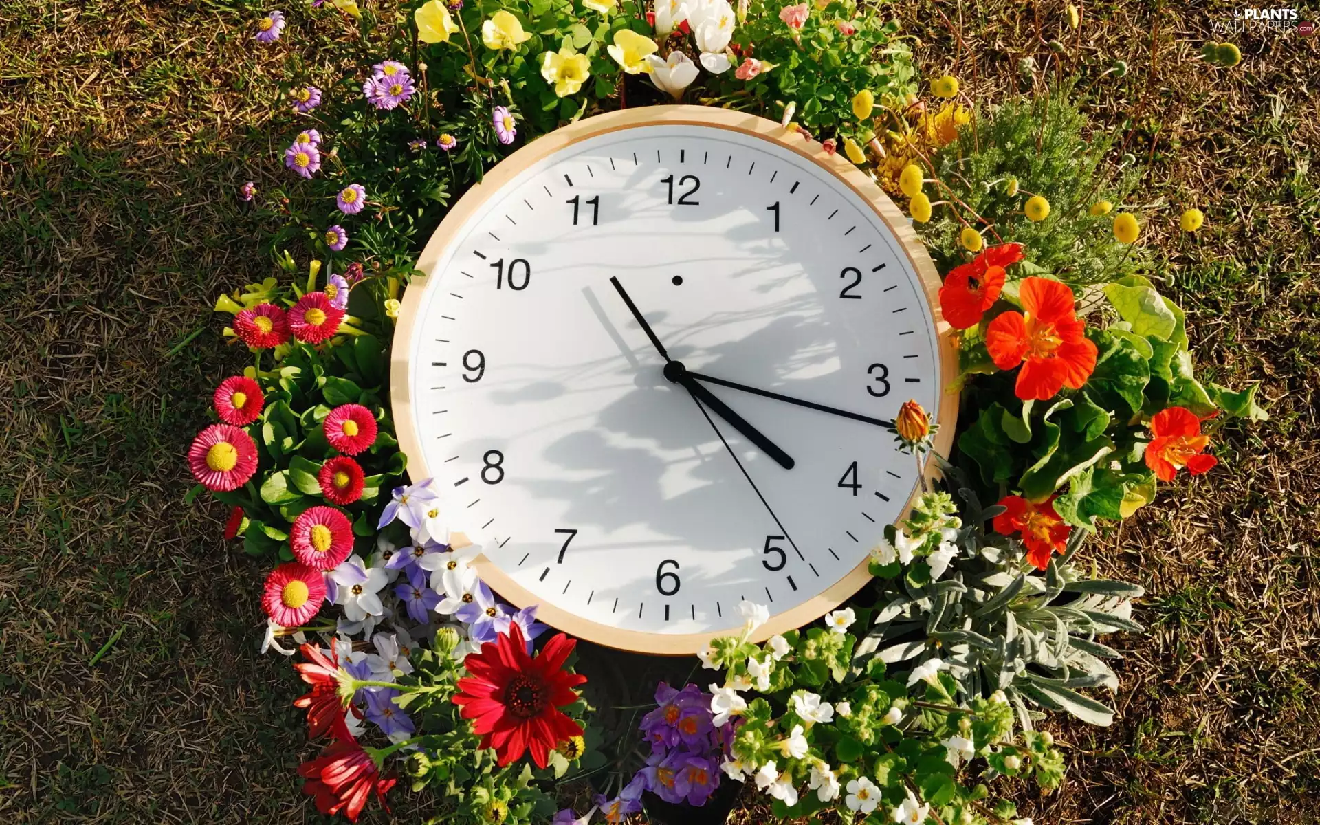 Lawn, Flowers, Clock, flowerbed