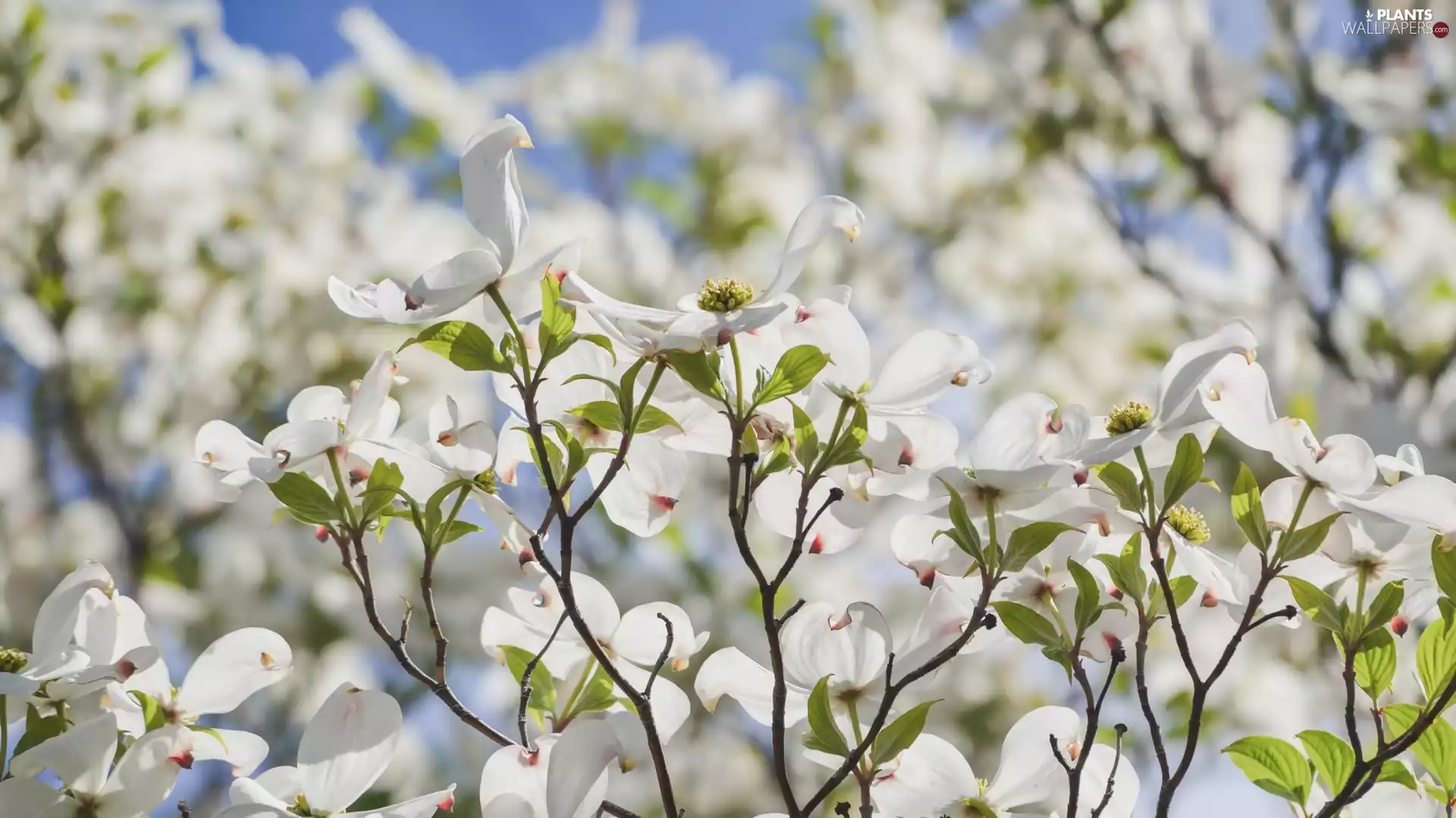 Twigs, Leaf, Flowers, Flowering Dogwood, White