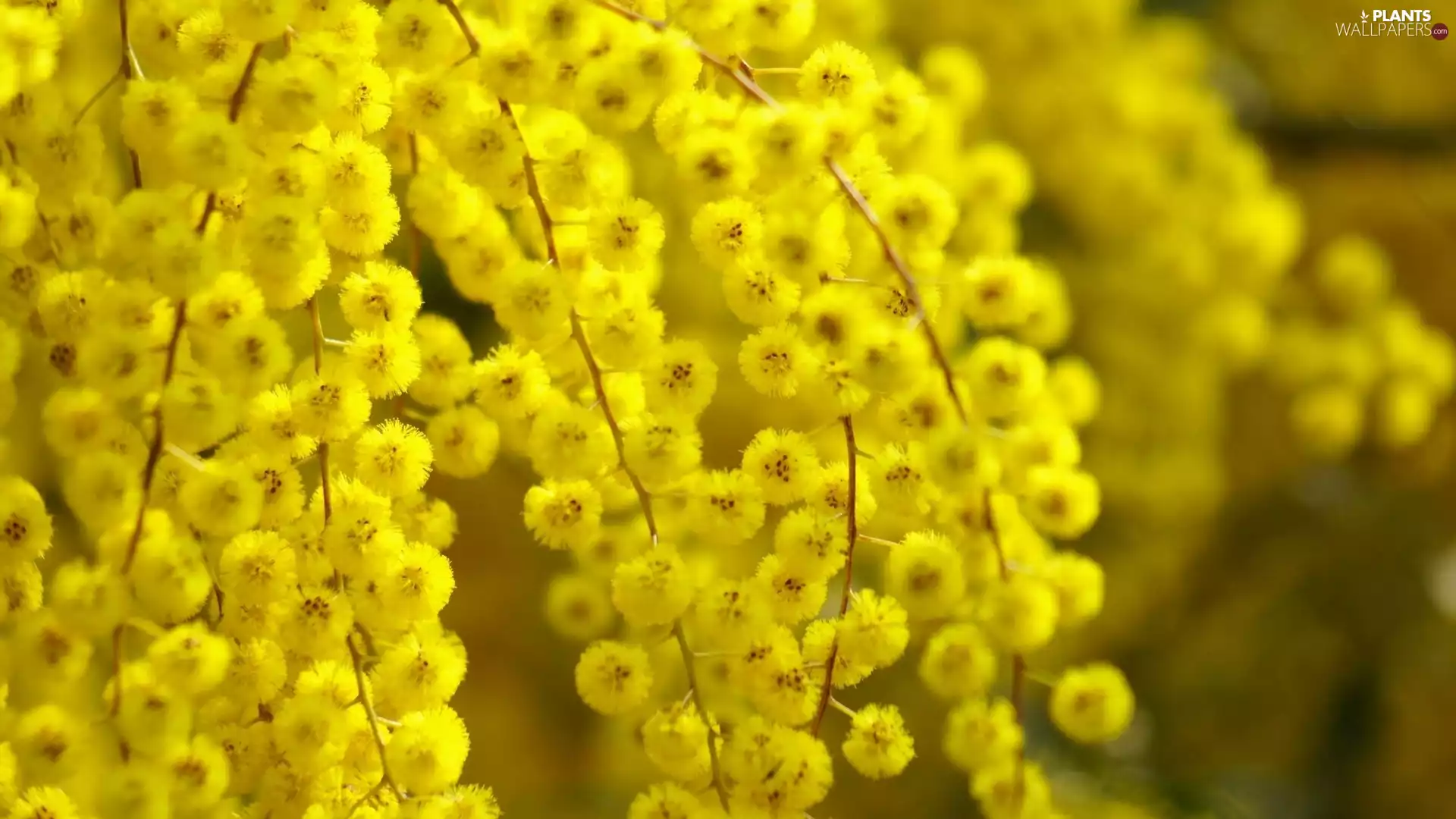 Acacia Dealbata, Yellow, Flowers