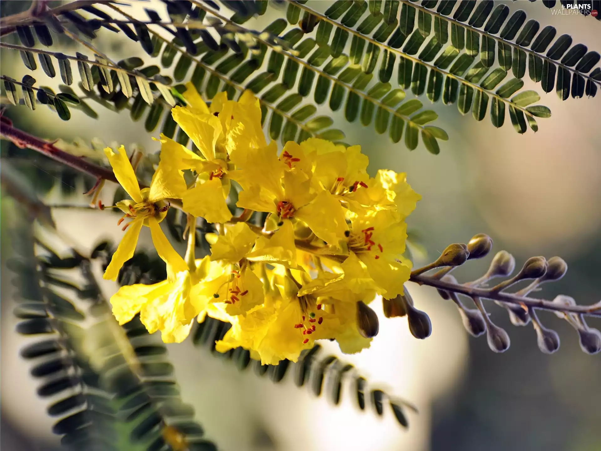 Flowers, acacia