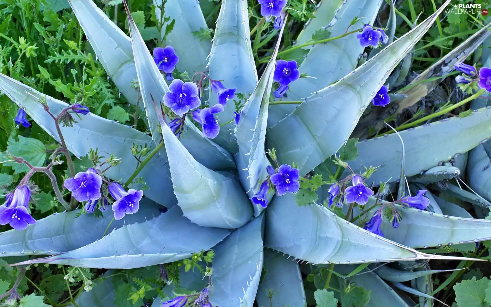 flowers, Cactus, agave