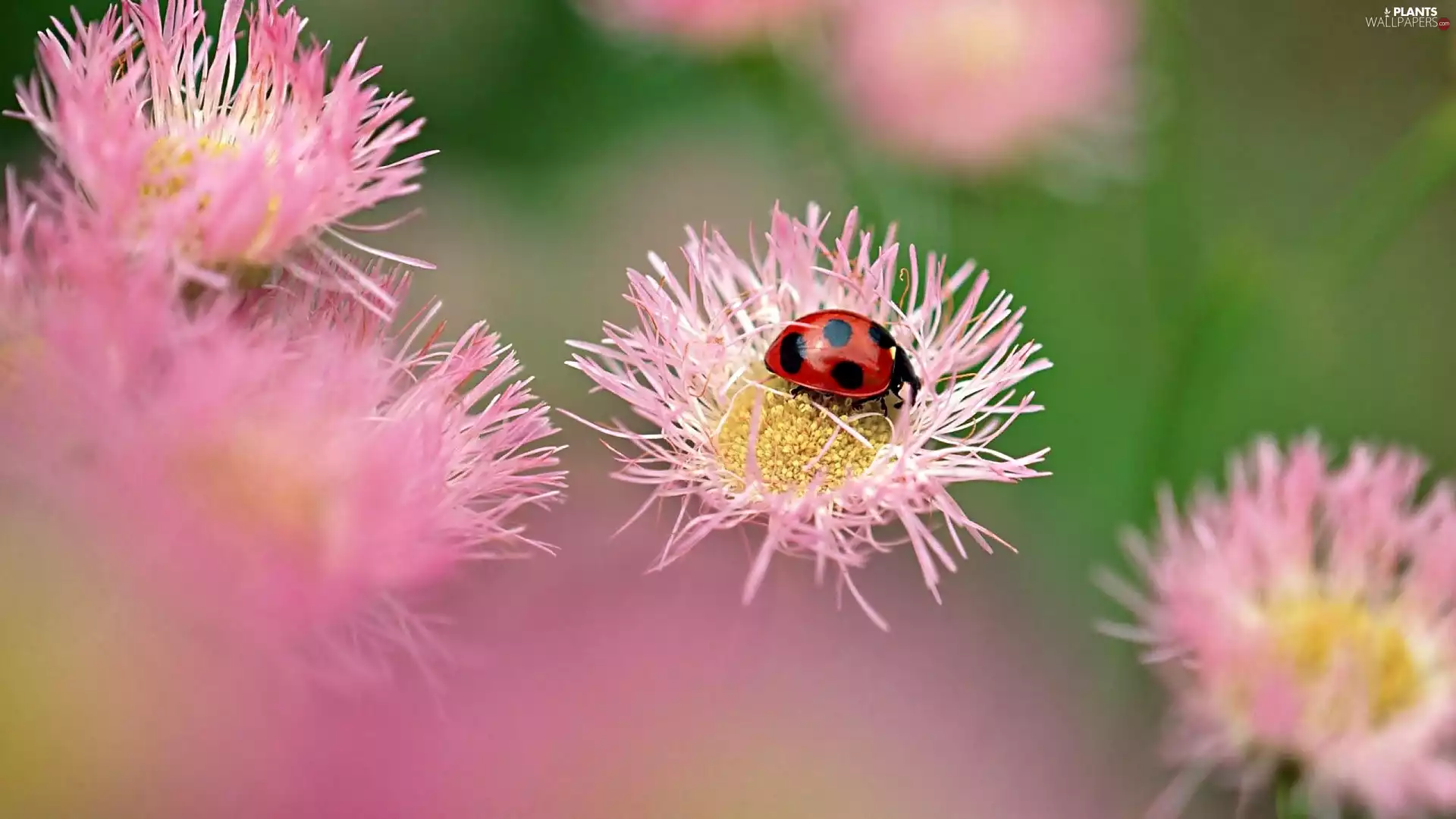 ladybird, Flowers, Albizia julibrissin, Pink