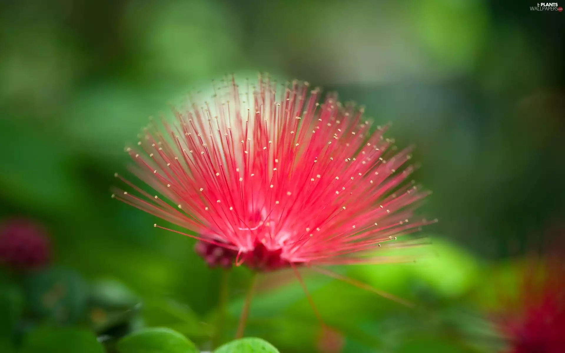 Colourfull Flowers, Albizia julibrissin, Red
