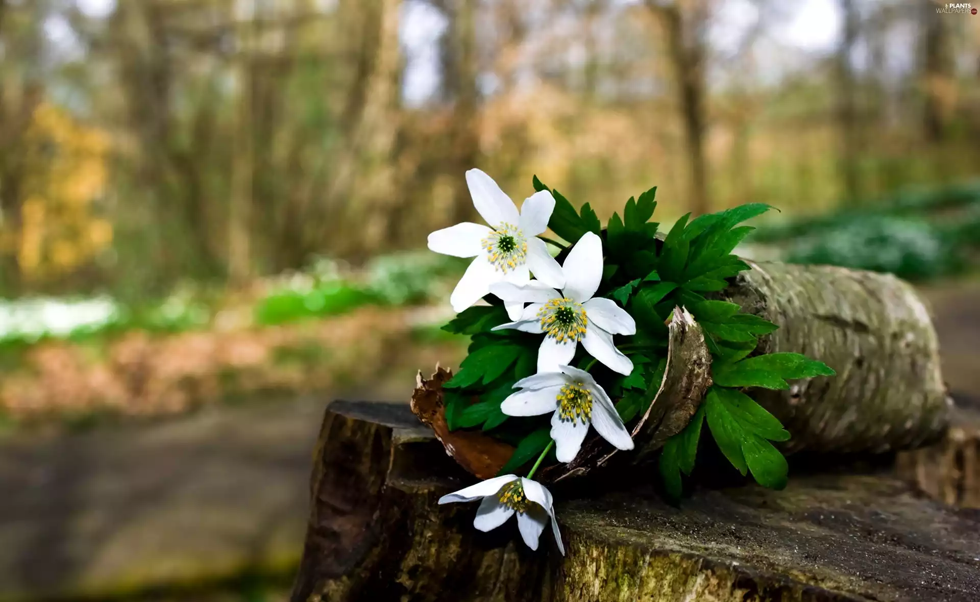 viewes, cork, Anemones, bouquet, trunk, trees, forest, flowers