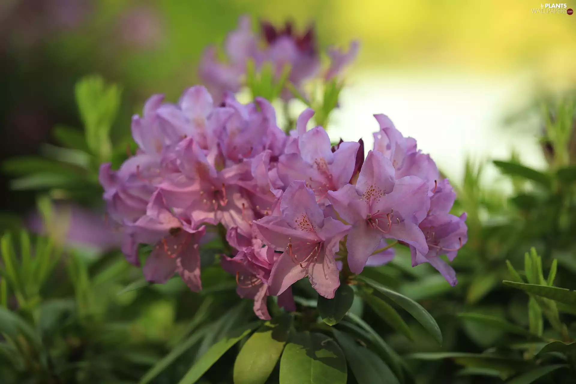 purple, Flowers, azalea, Bush, rhododendron