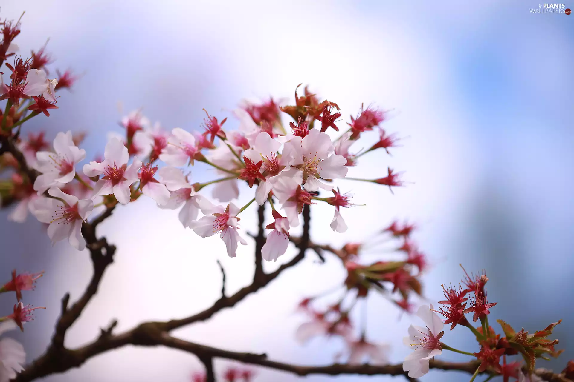 Twigs, bright background, Flowers, Fruit Tree, Pink