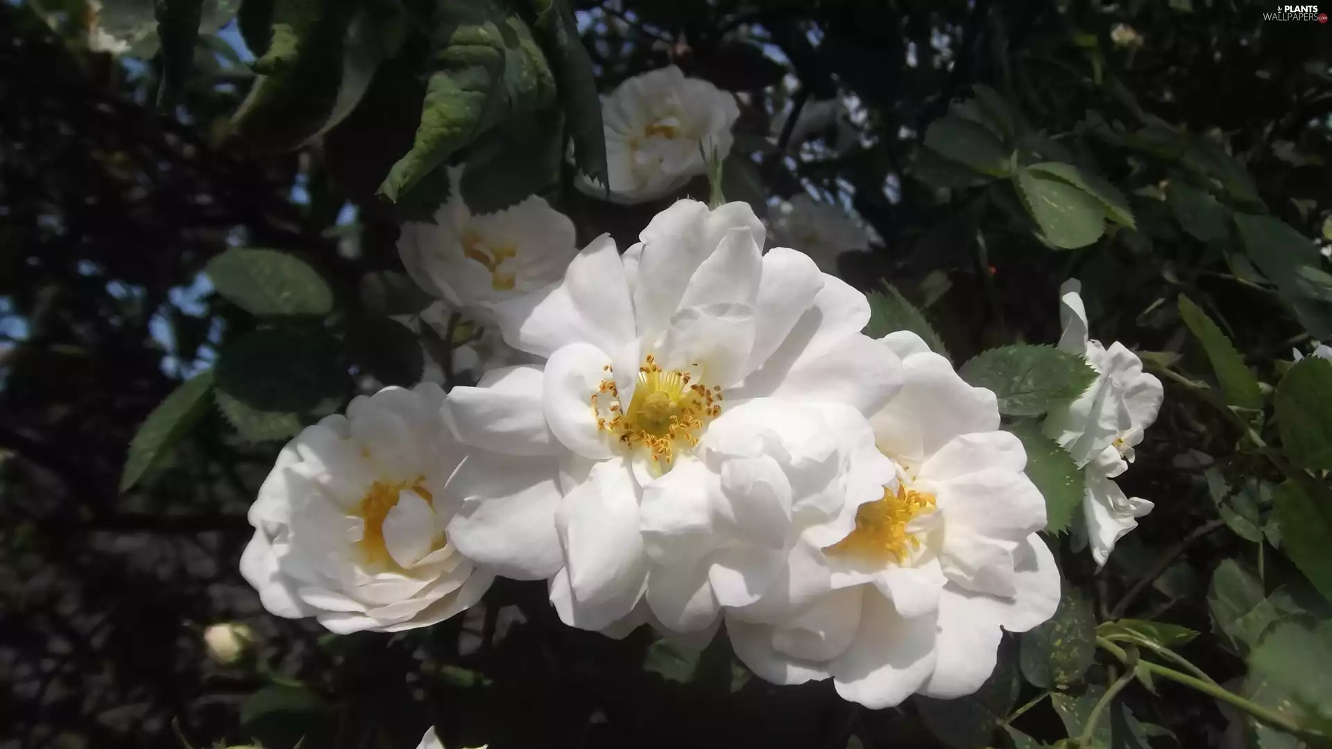 beatyfull, wild, rose, Flowers