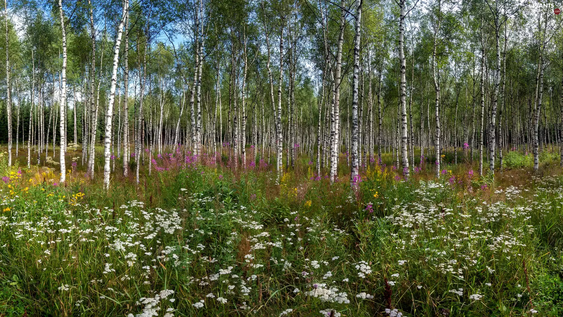 Flowers, car in the meadow, viewes, birch, trees, Plants