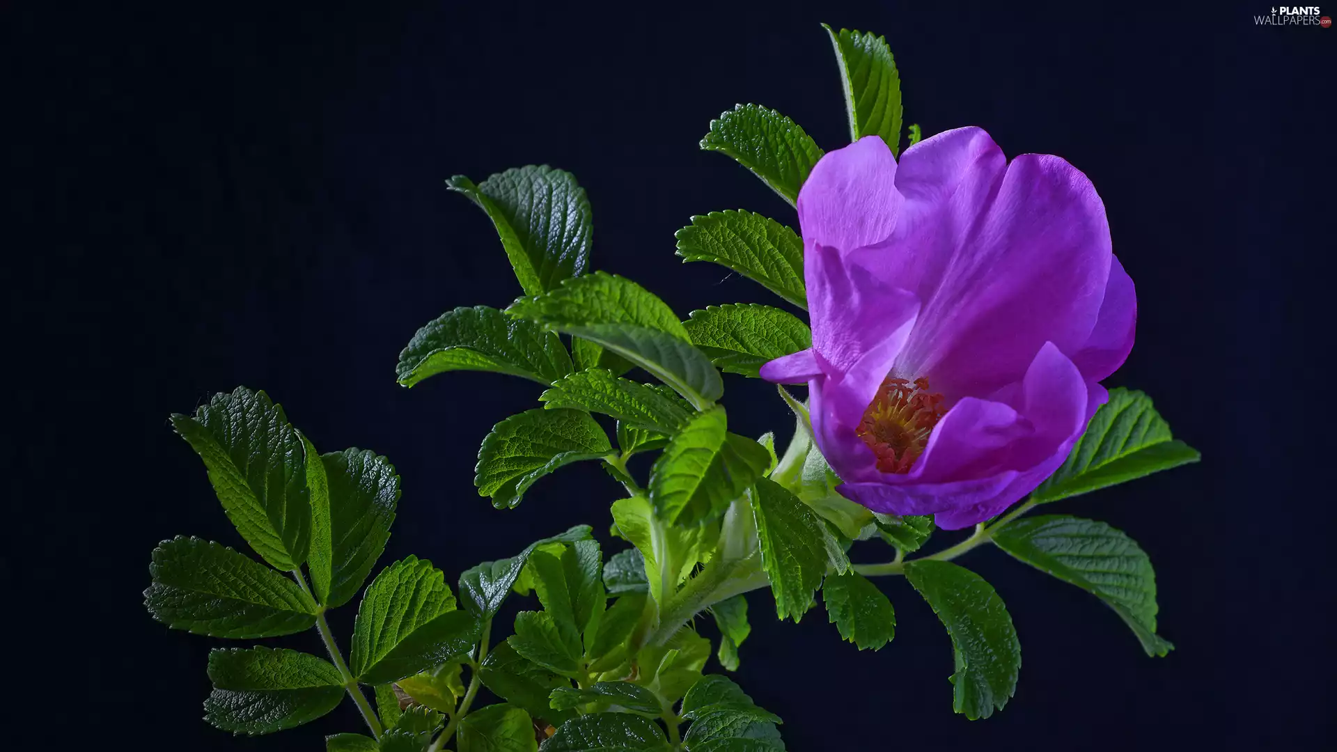 Colourfull Flowers, Black, background, Briar