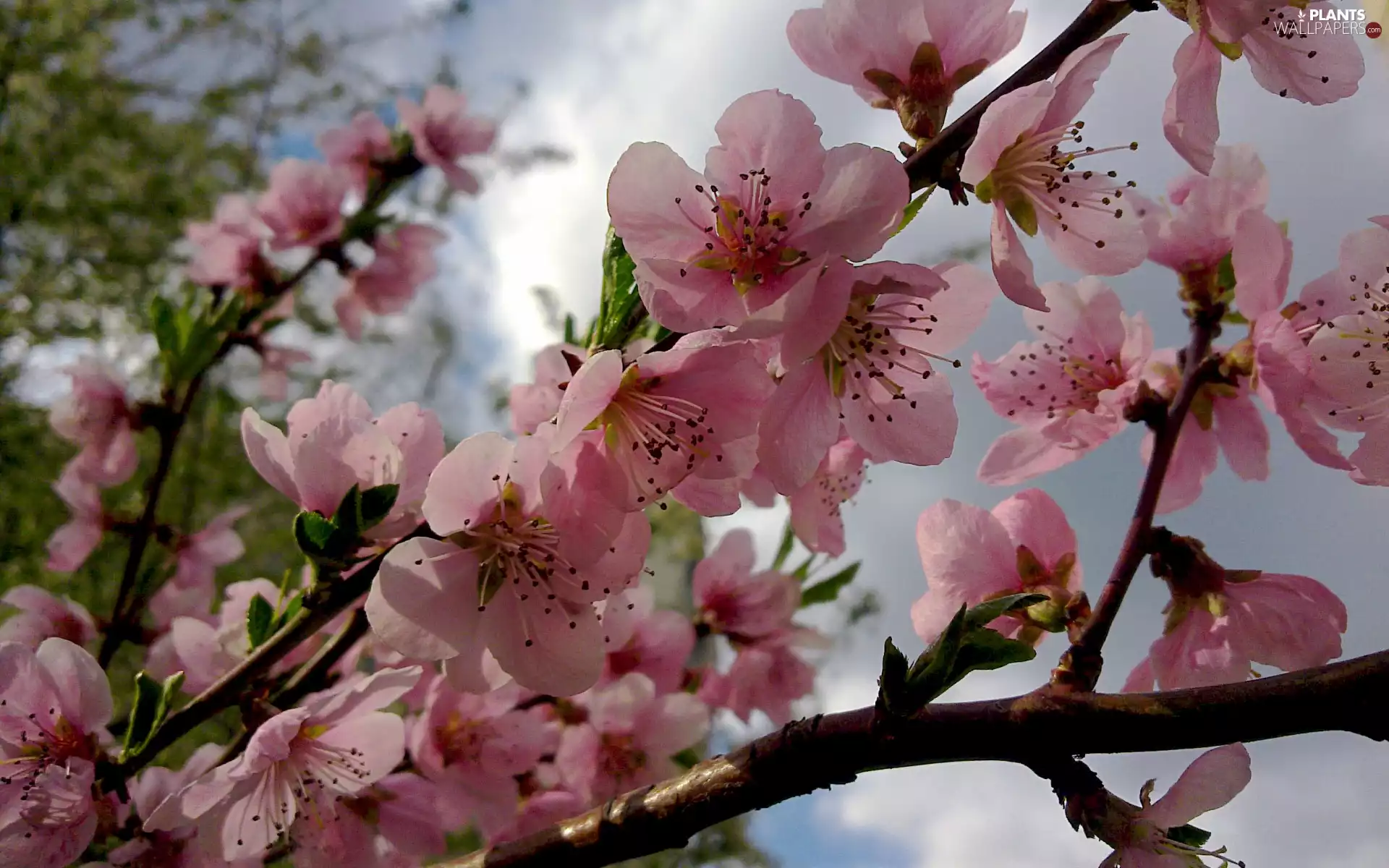 trees, twig, Pink, Flowers, viewes, blooming