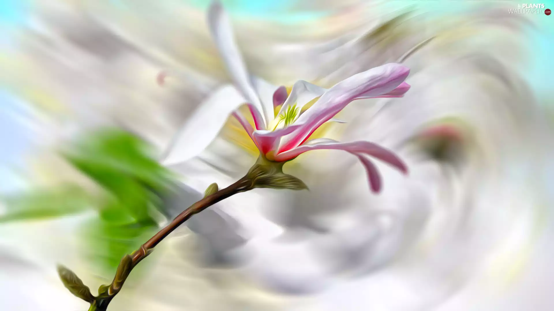 Colourfull Flowers, blur, graphics, Magnolia