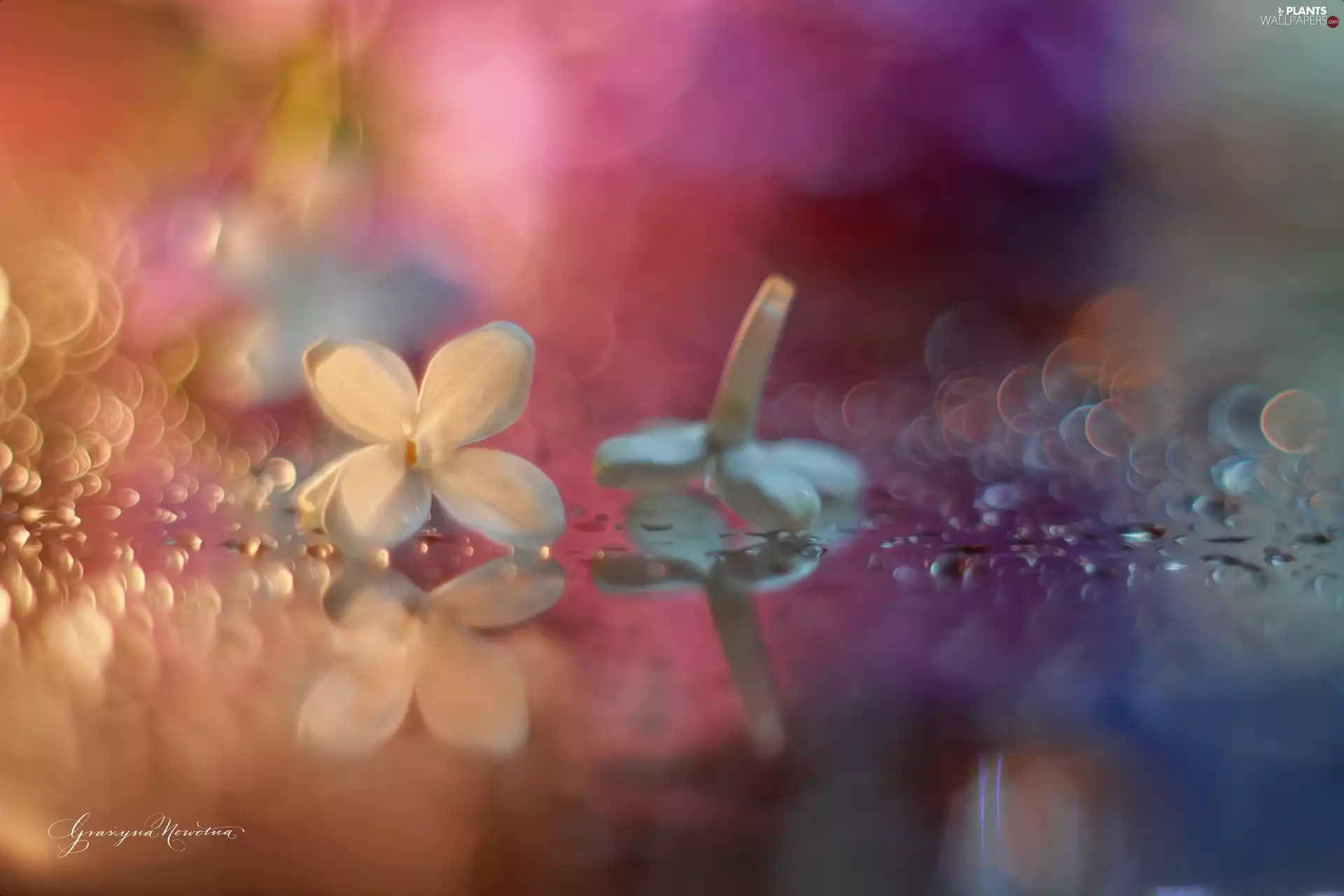 Bokeh, without, Colourfull Flowers
