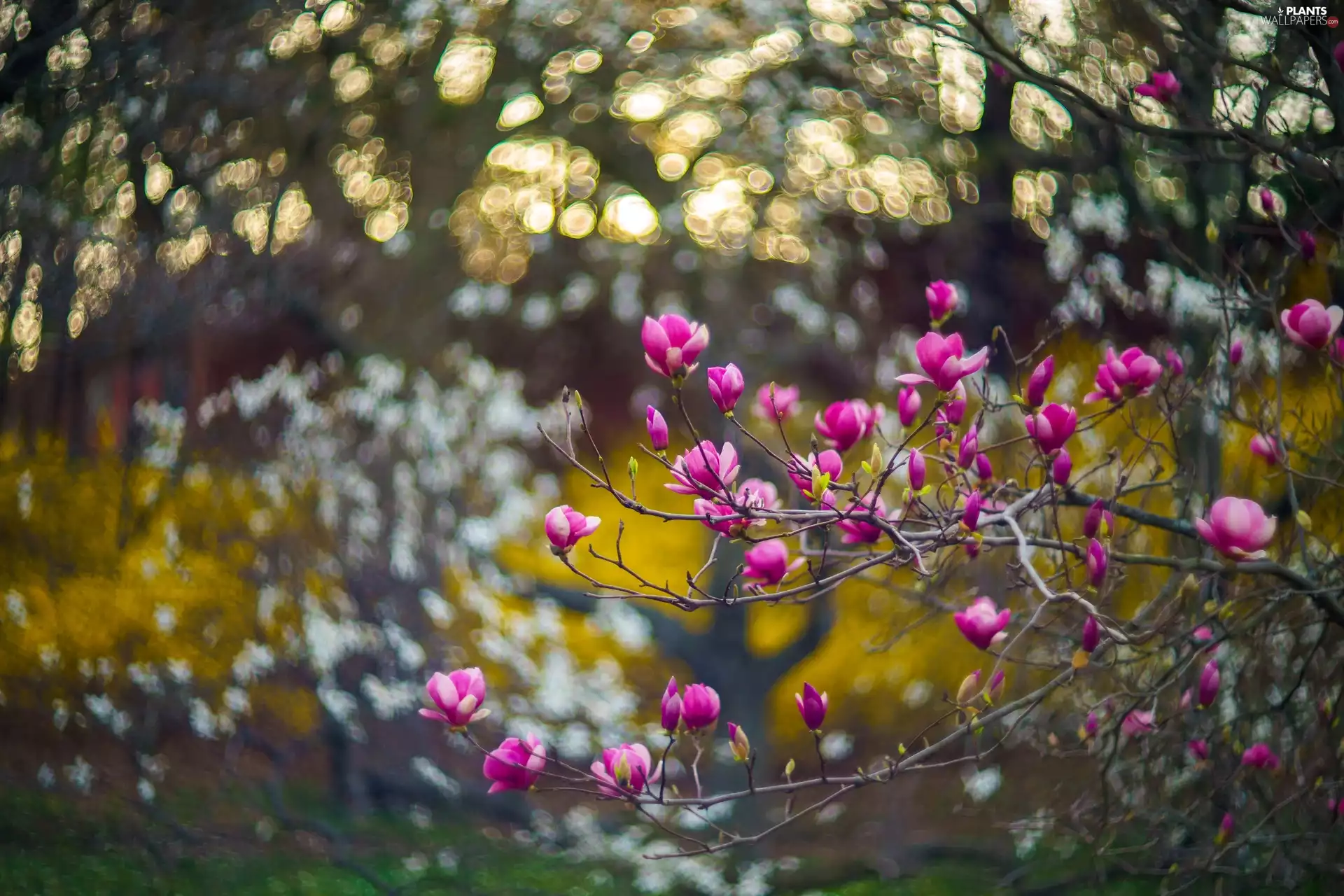 Flowers, Magnolia, branch