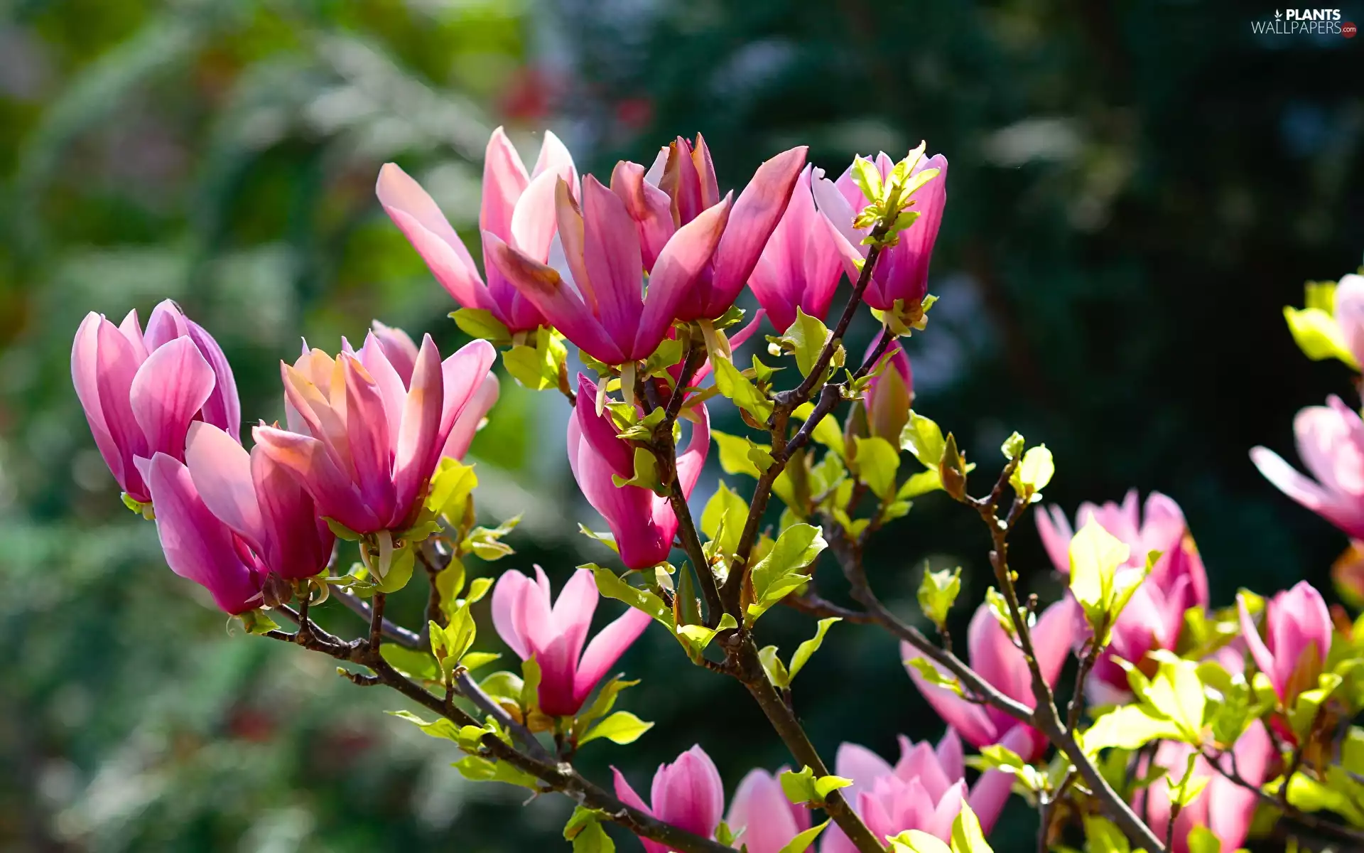 Magnolia, Flowers, branch pics, Pink