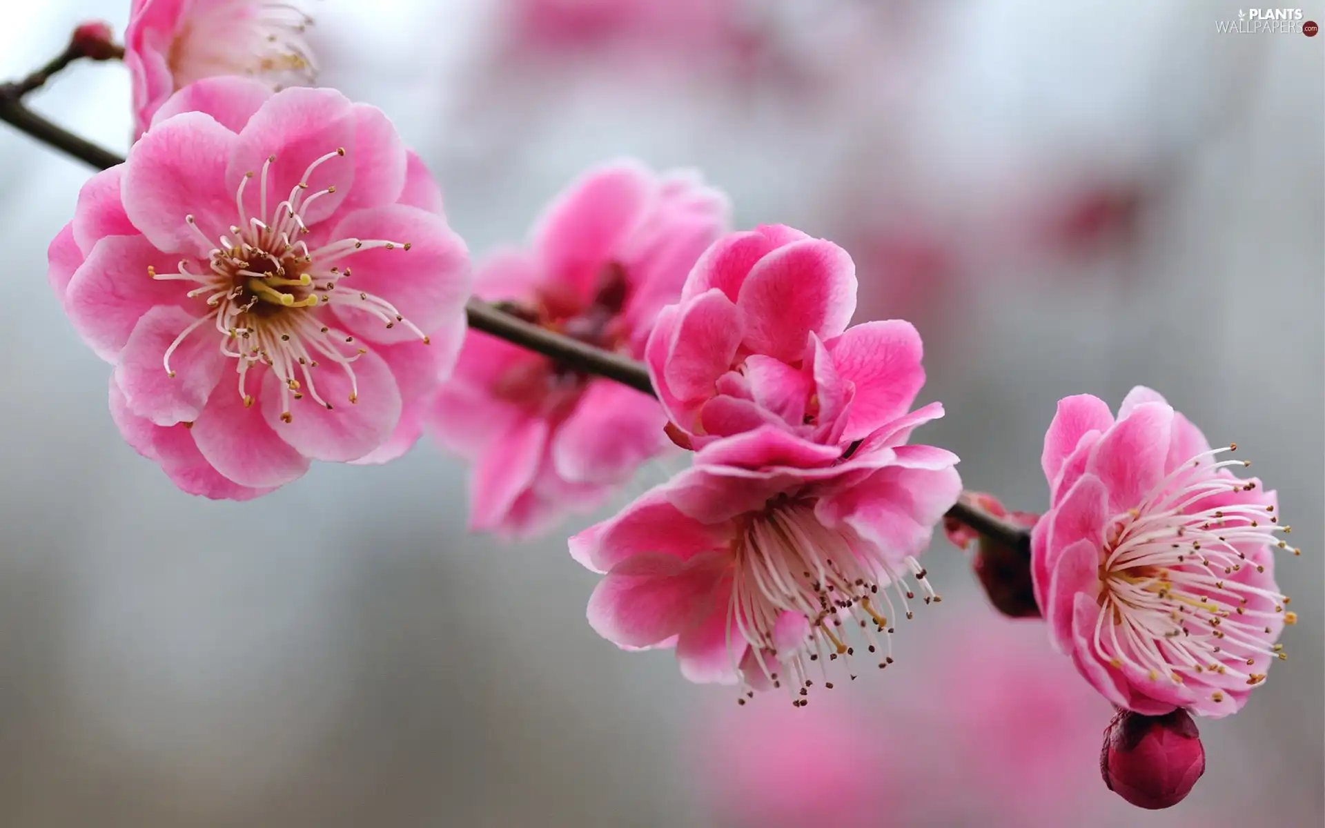 Flowers, trees, branch