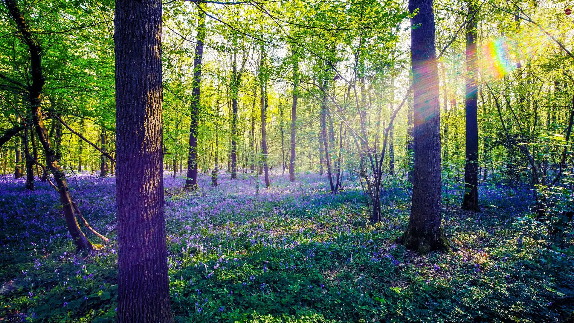 Flowers, forest, viewes, Spring, trees, light breaking through sky