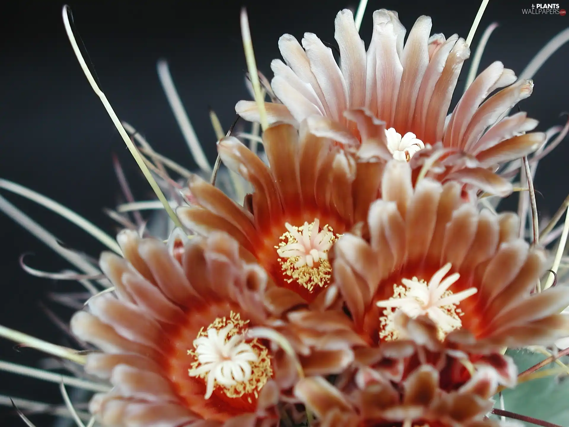 Flowers, Cactus, Brown