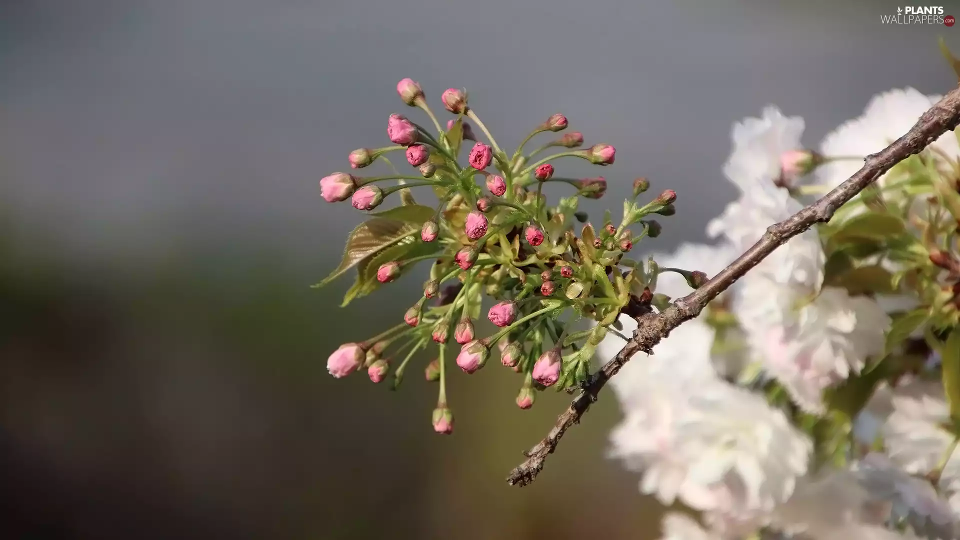 twig, Flowers, Buds, Fruit Tree