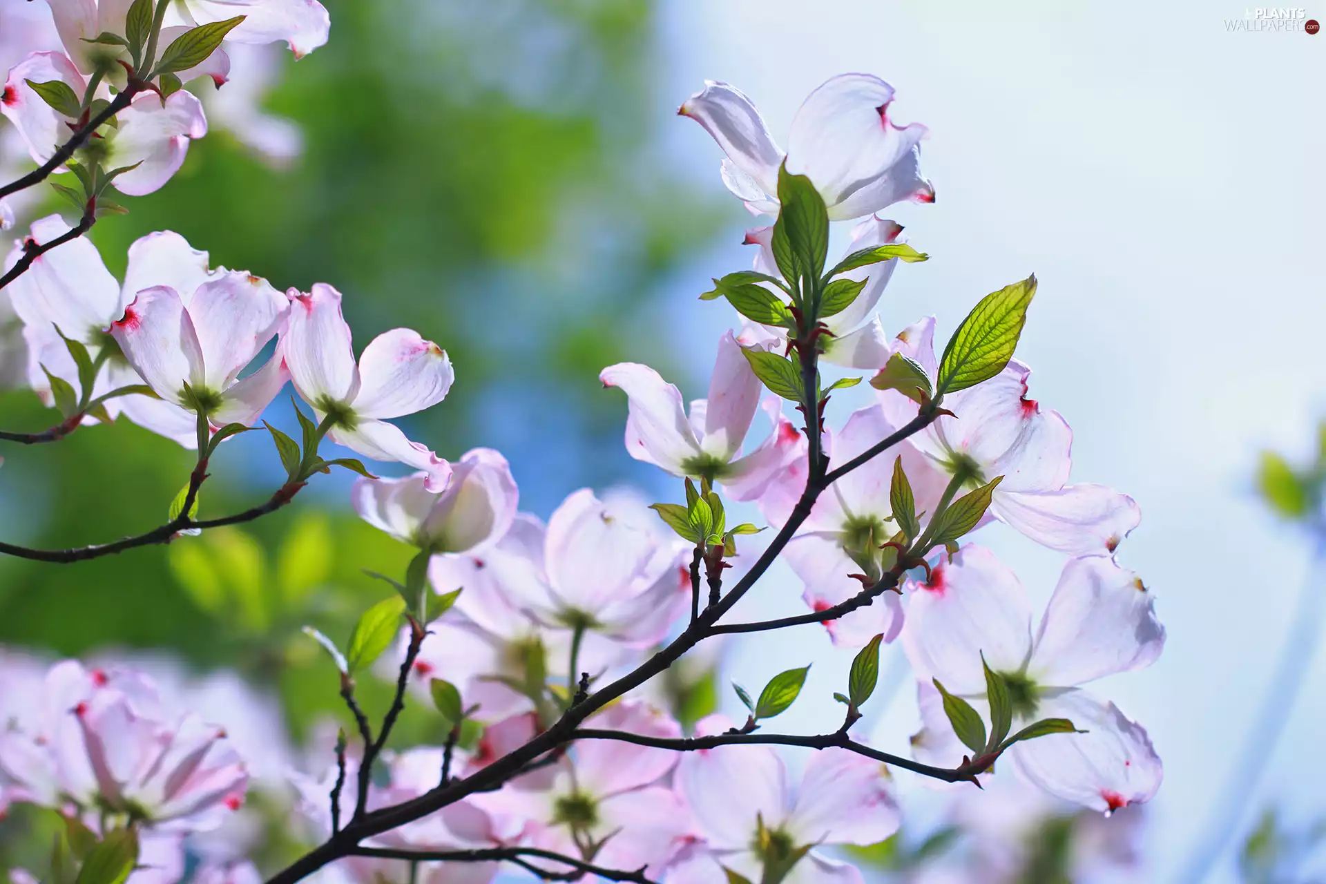 Bush, Flowering Dogwood, Flowers