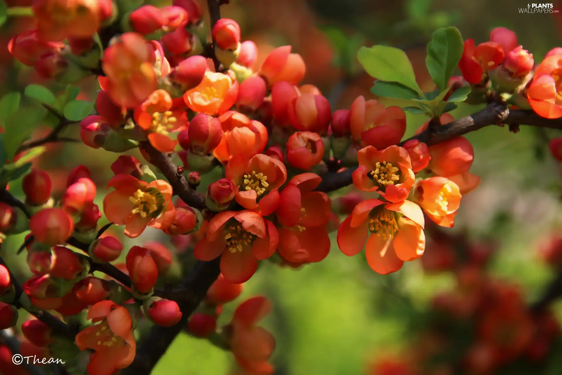 Bush, Red, Flowers, quince