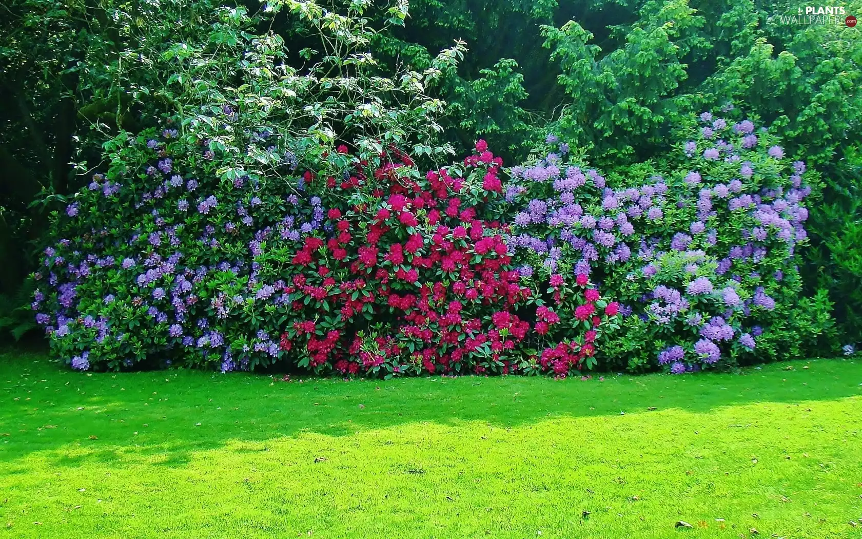 Bush, grass, rhododendron, Flowers