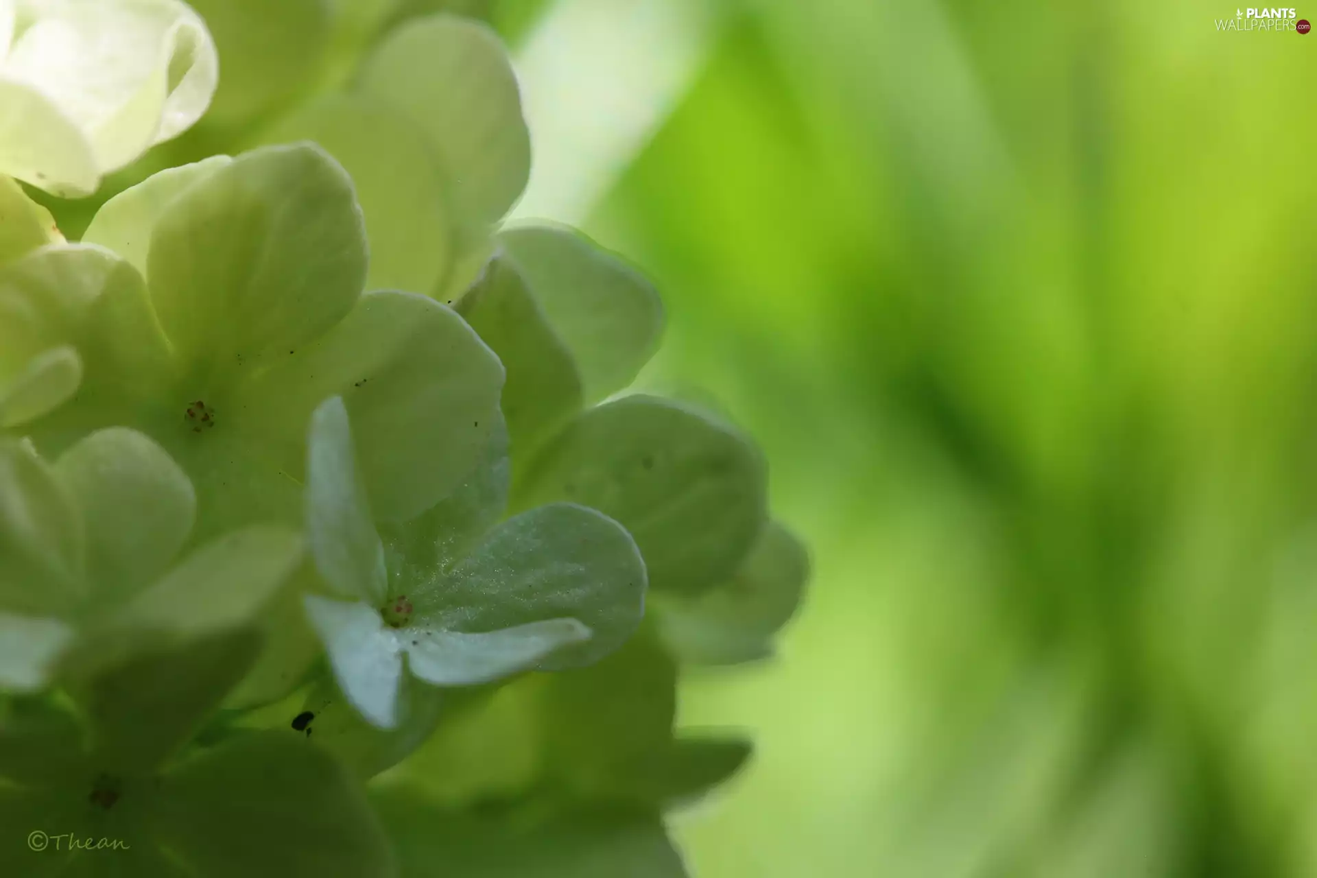 Flowers, Viburnum, Bush