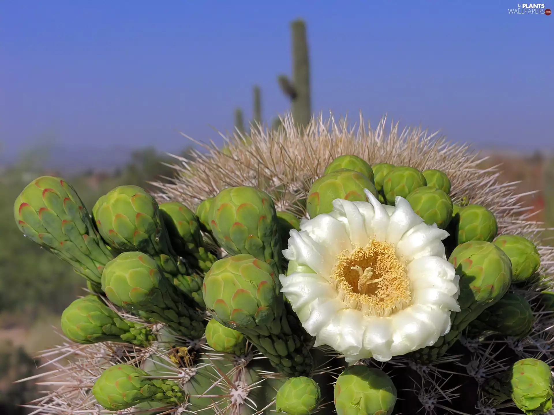 cactus, White, Colourfull Flowers