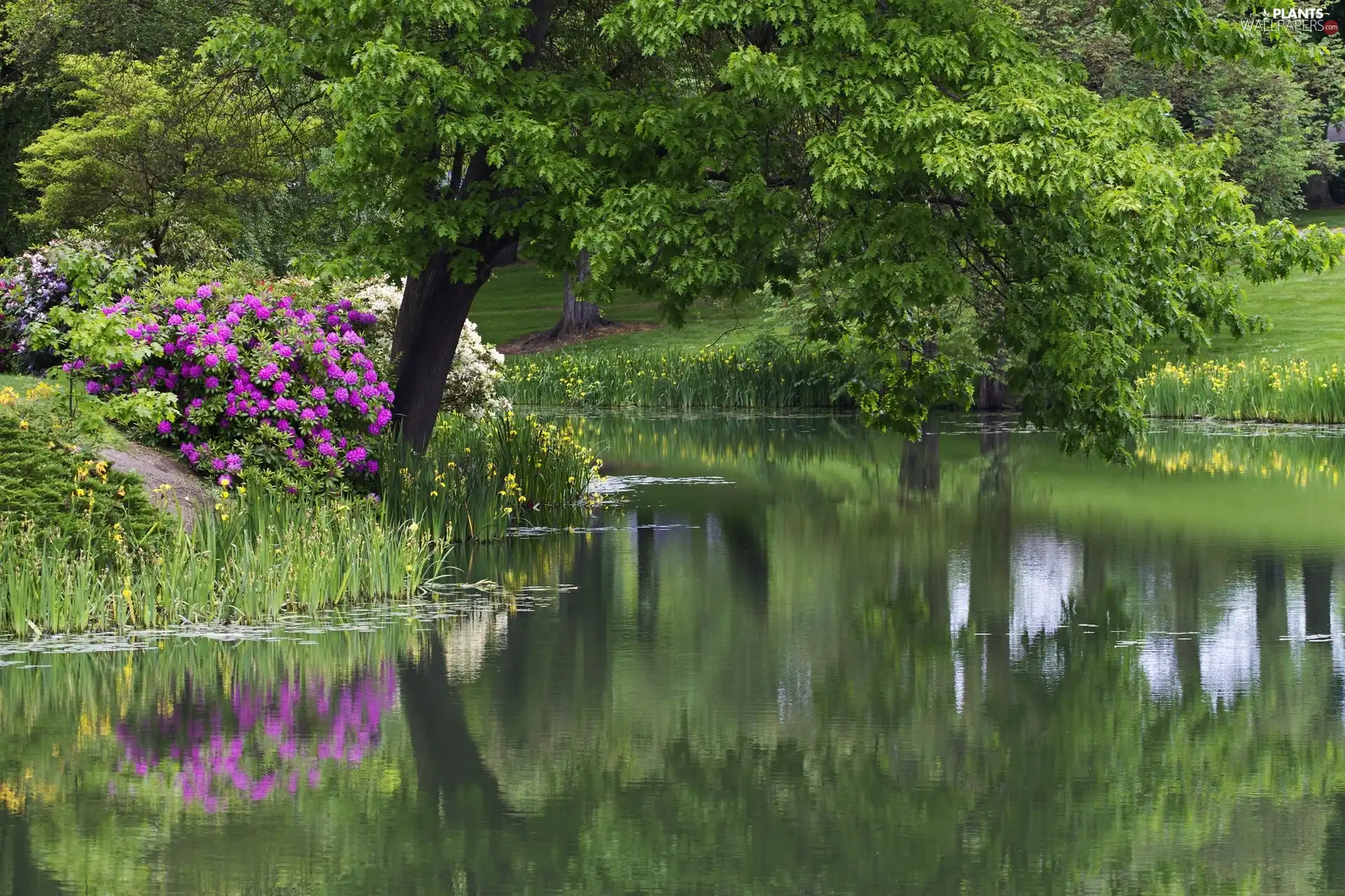 Pond - car, viewes, Flowers, trees