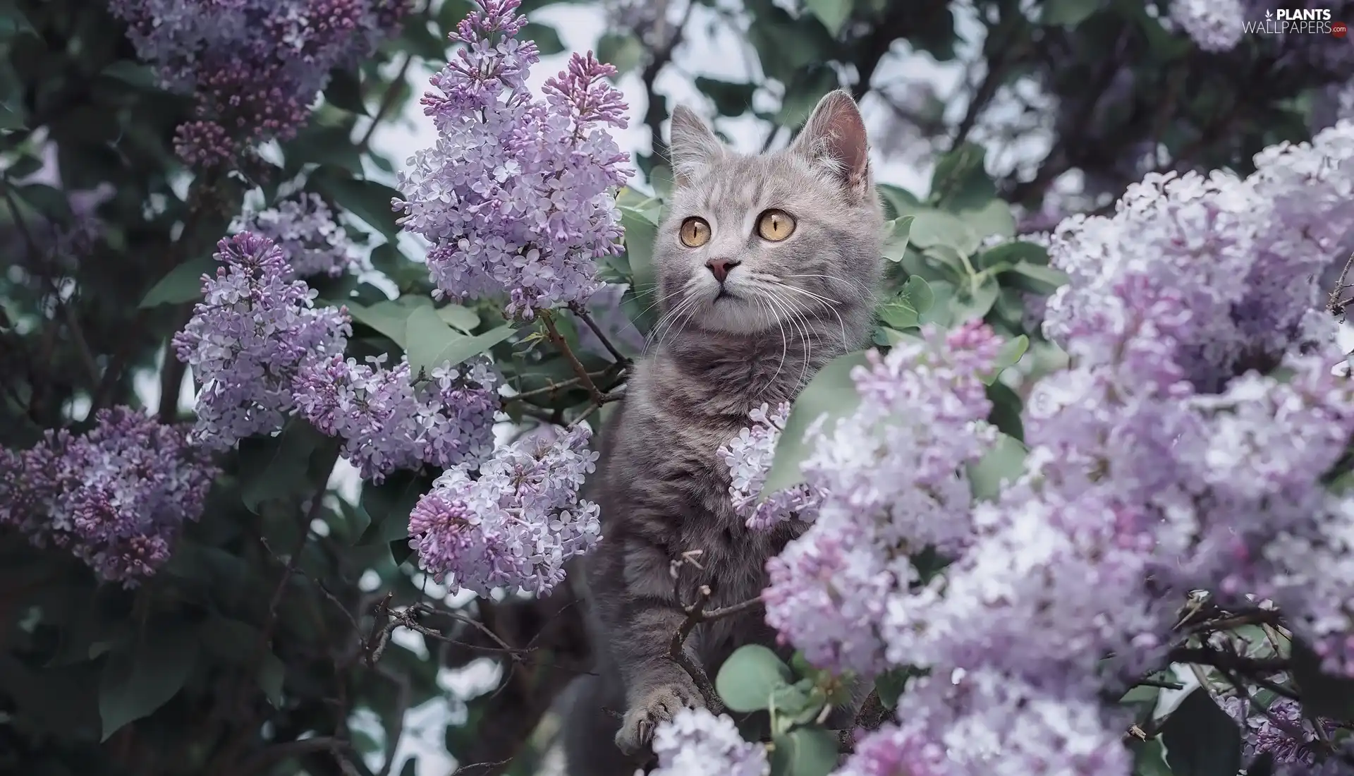 cat, without, Syringa, Flowers