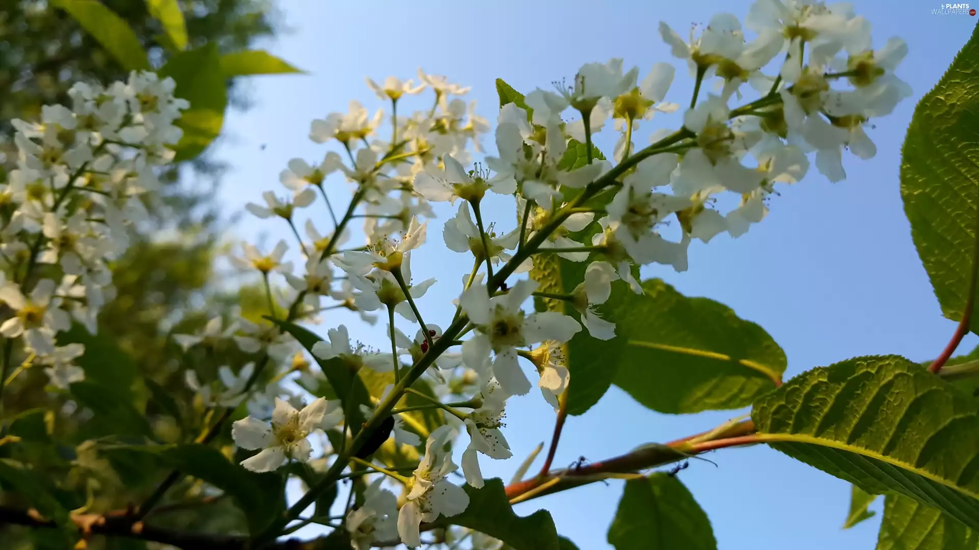 Flowers, Bird Cherry