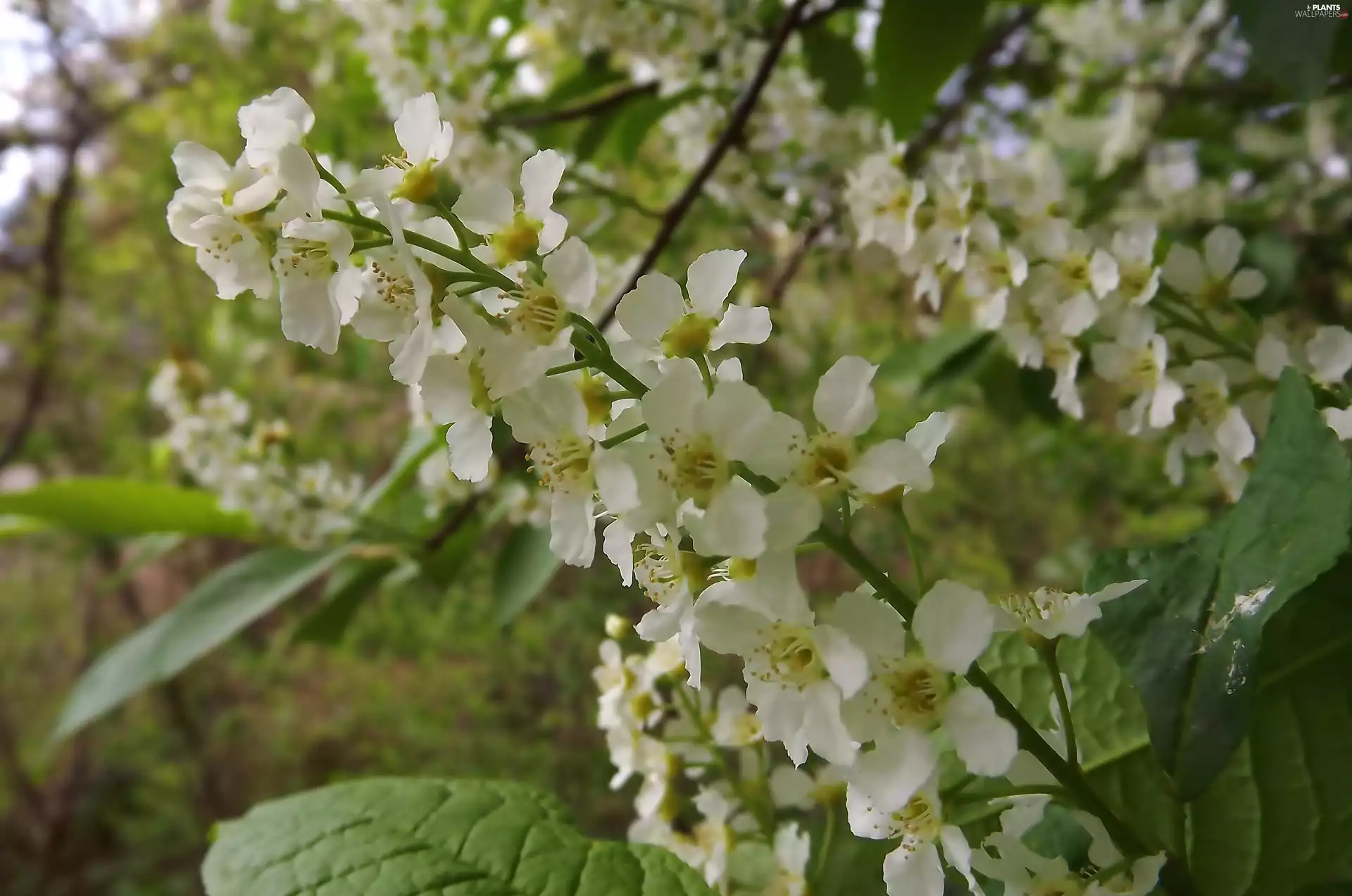 Flowers, Bird Cherry