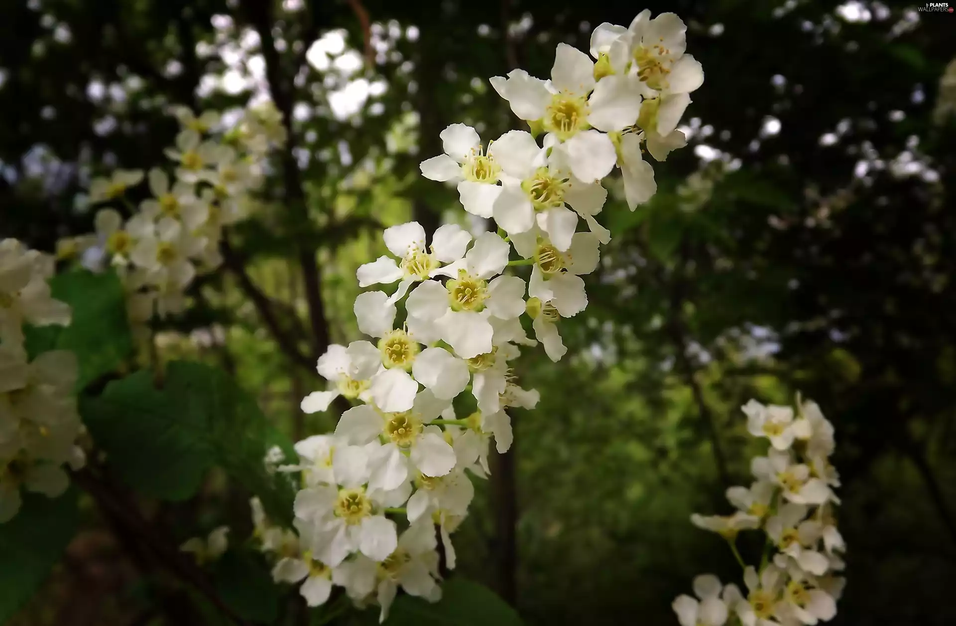 Flowers, Bird Cherry