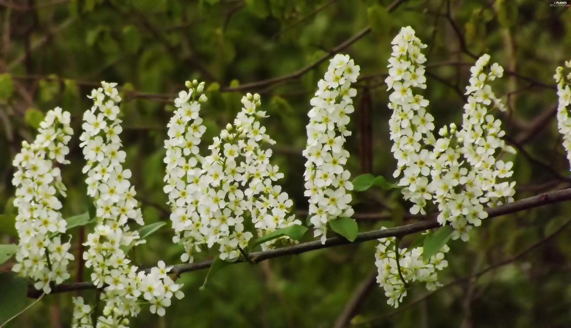 Flowers, Bird Cherry
