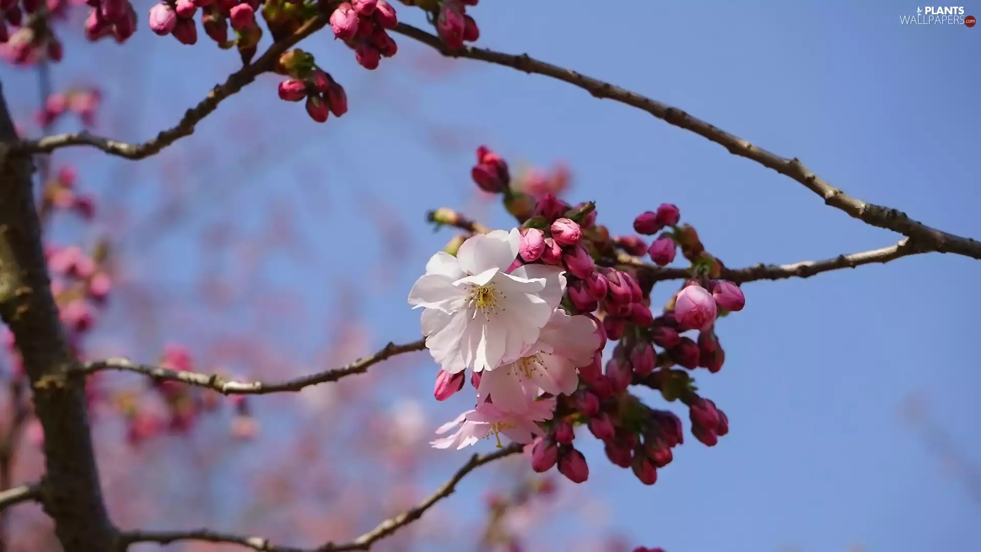 Fruit Tree, Pink, Flowers, Japanese Cherry